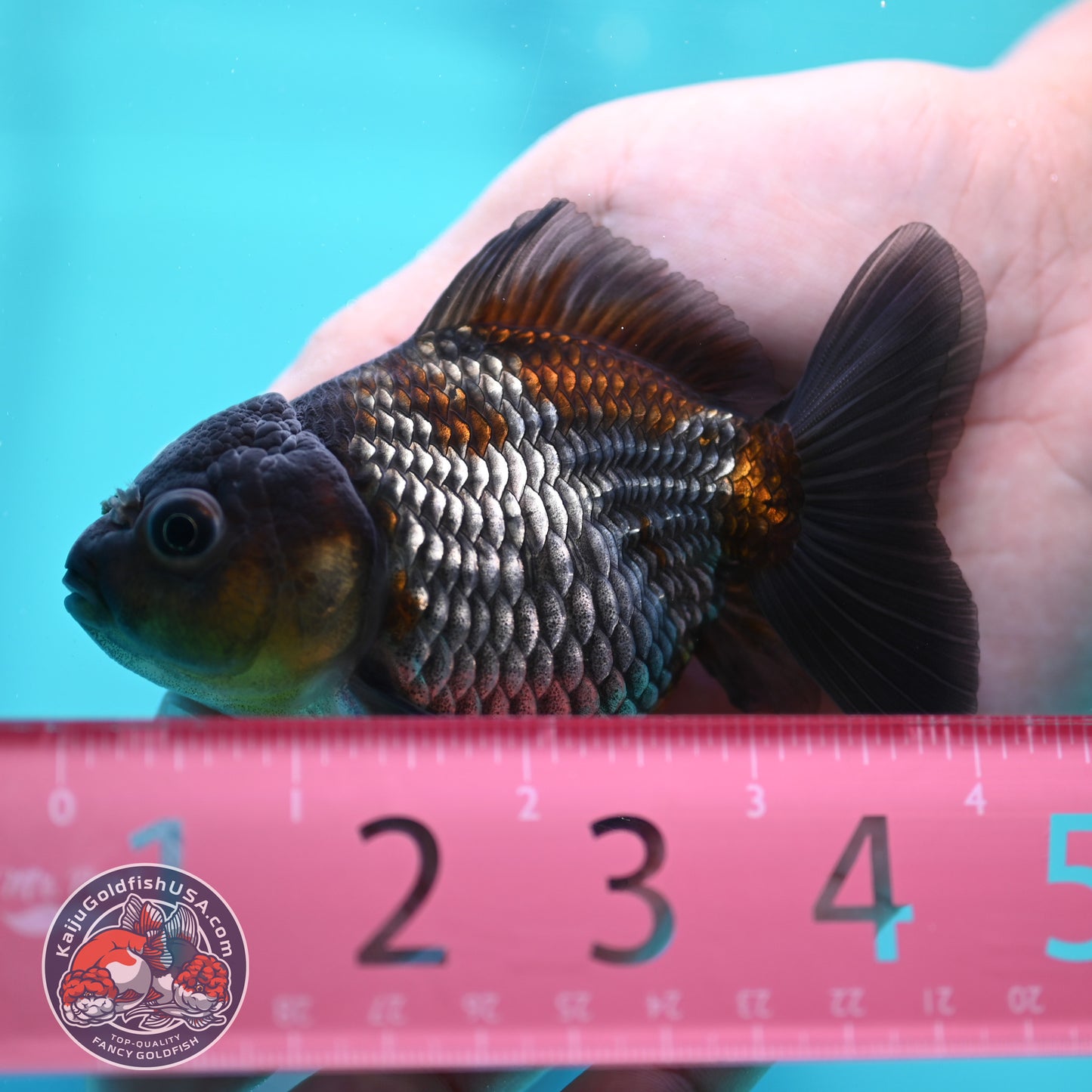 Ochiba Oranda 3.5 inch Body (260424_OR20)