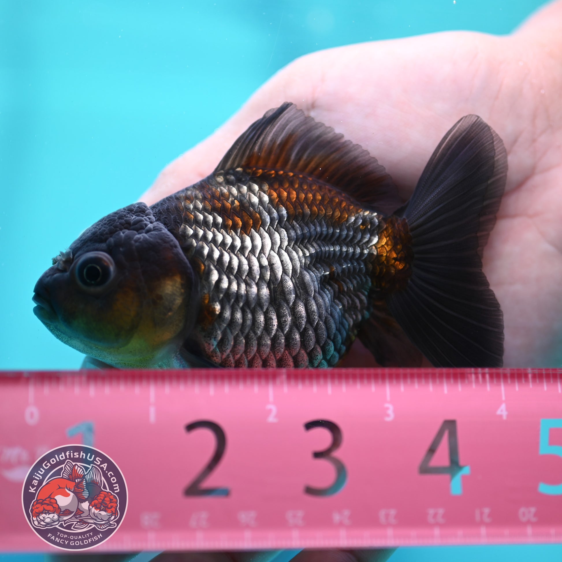 Ochiba Oranda 3.5 inch Body (260424_OR20)