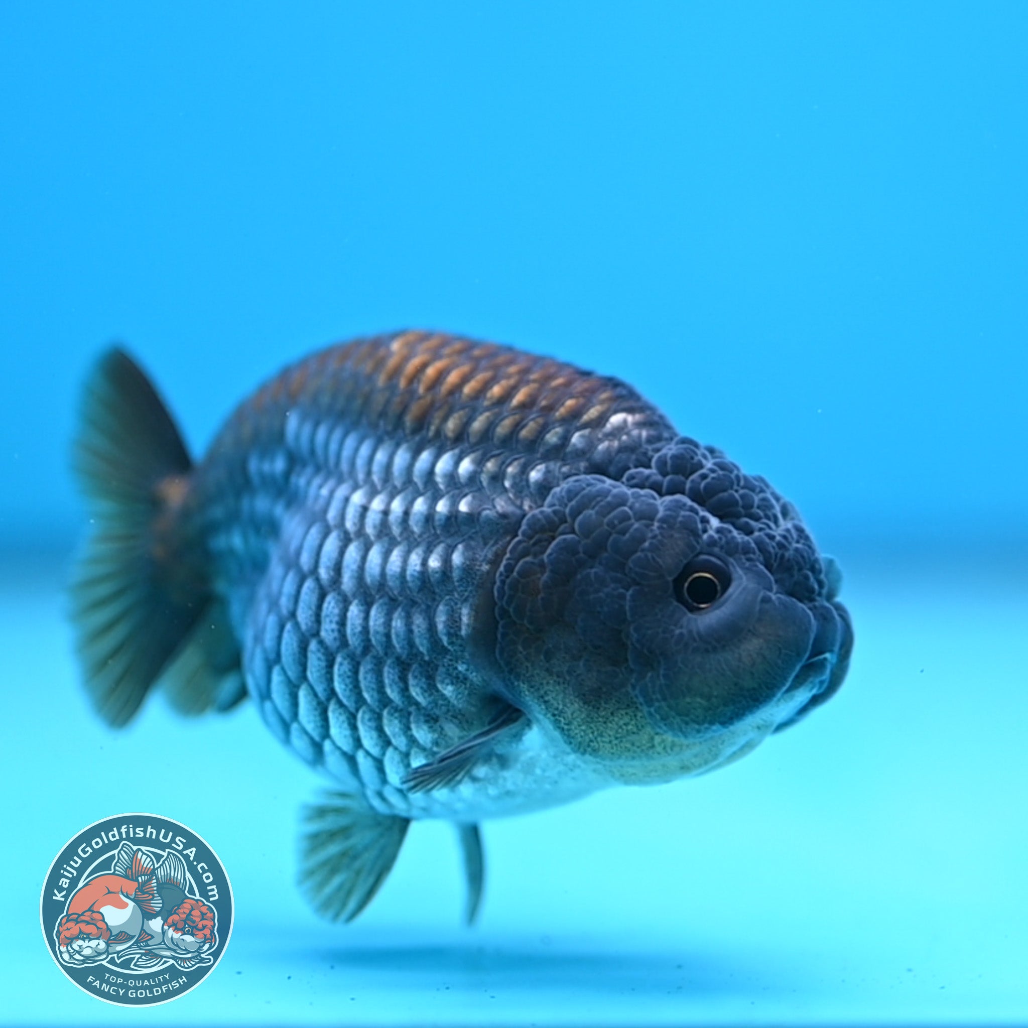 Ochiba Ranchu 3.2 inch Body (251212_RC09) – Kaiju Goldfish USA