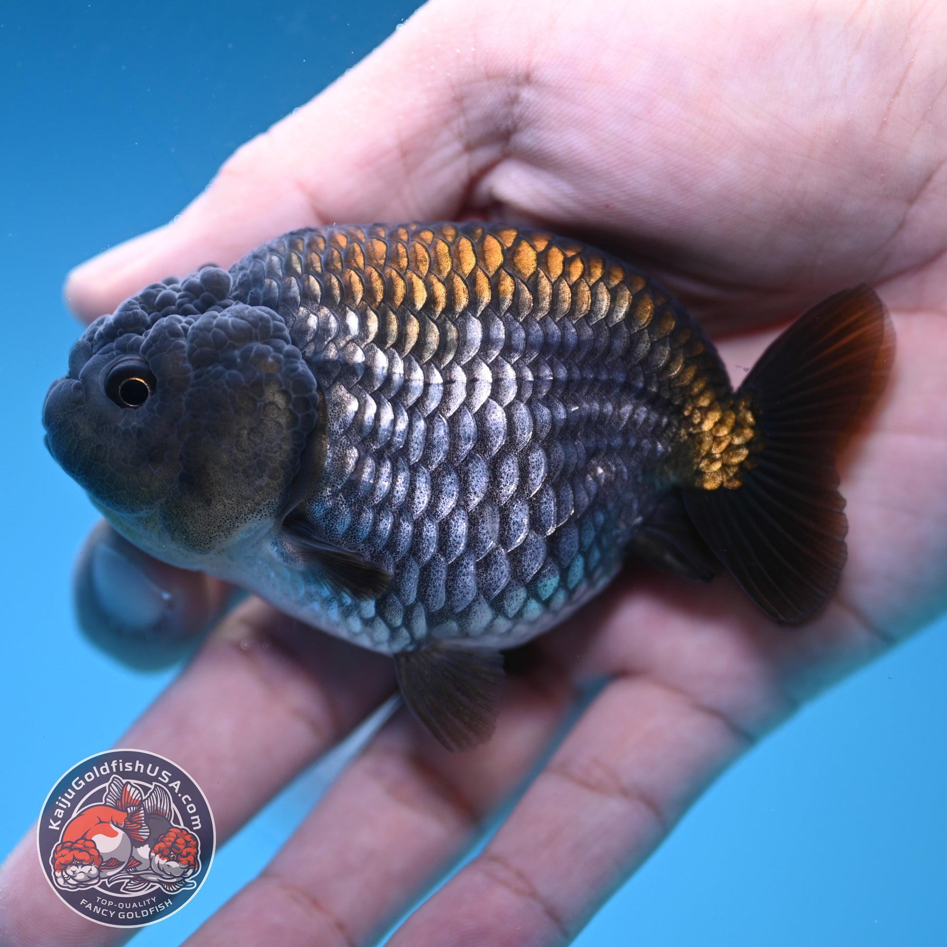 Ochiba Ranchu 3.2 inch Body (251212_RC09)