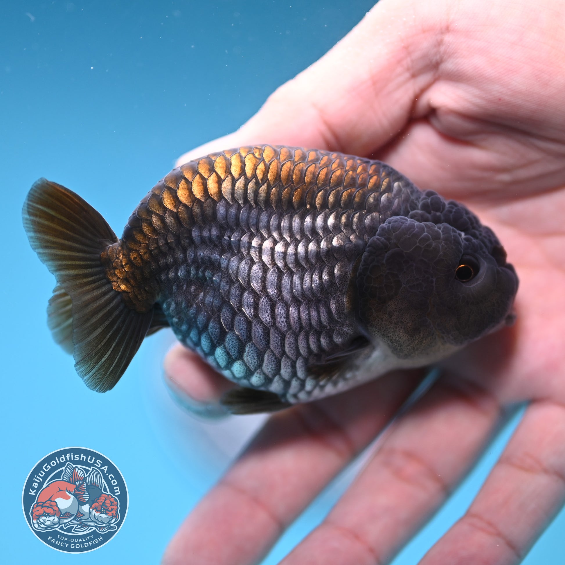 Ochiba Ranchu 3.2 inch Body (251212_RC09)