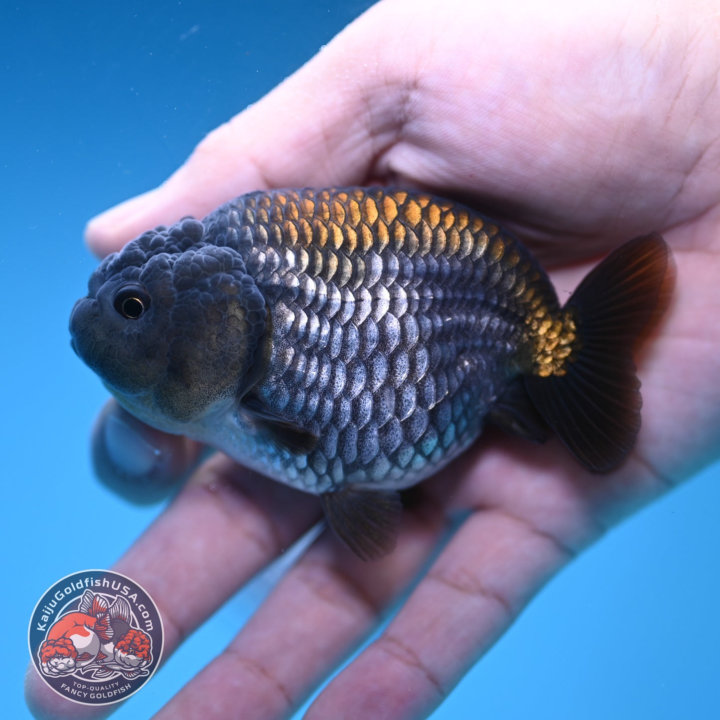 Ochiba Ranchu 3.2 inch Body (251212_RC09)