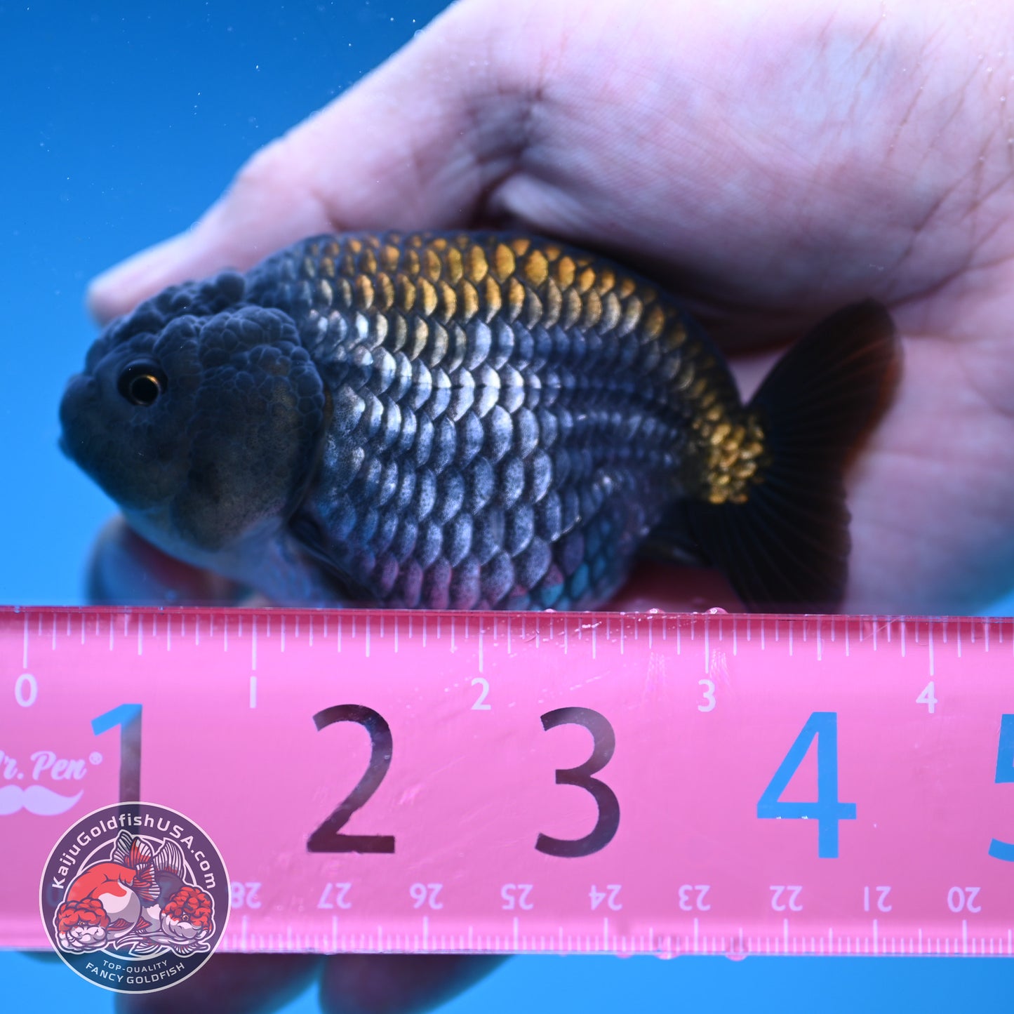 Ochiba Ranchu 3.2 inch Body (251212_RC09)