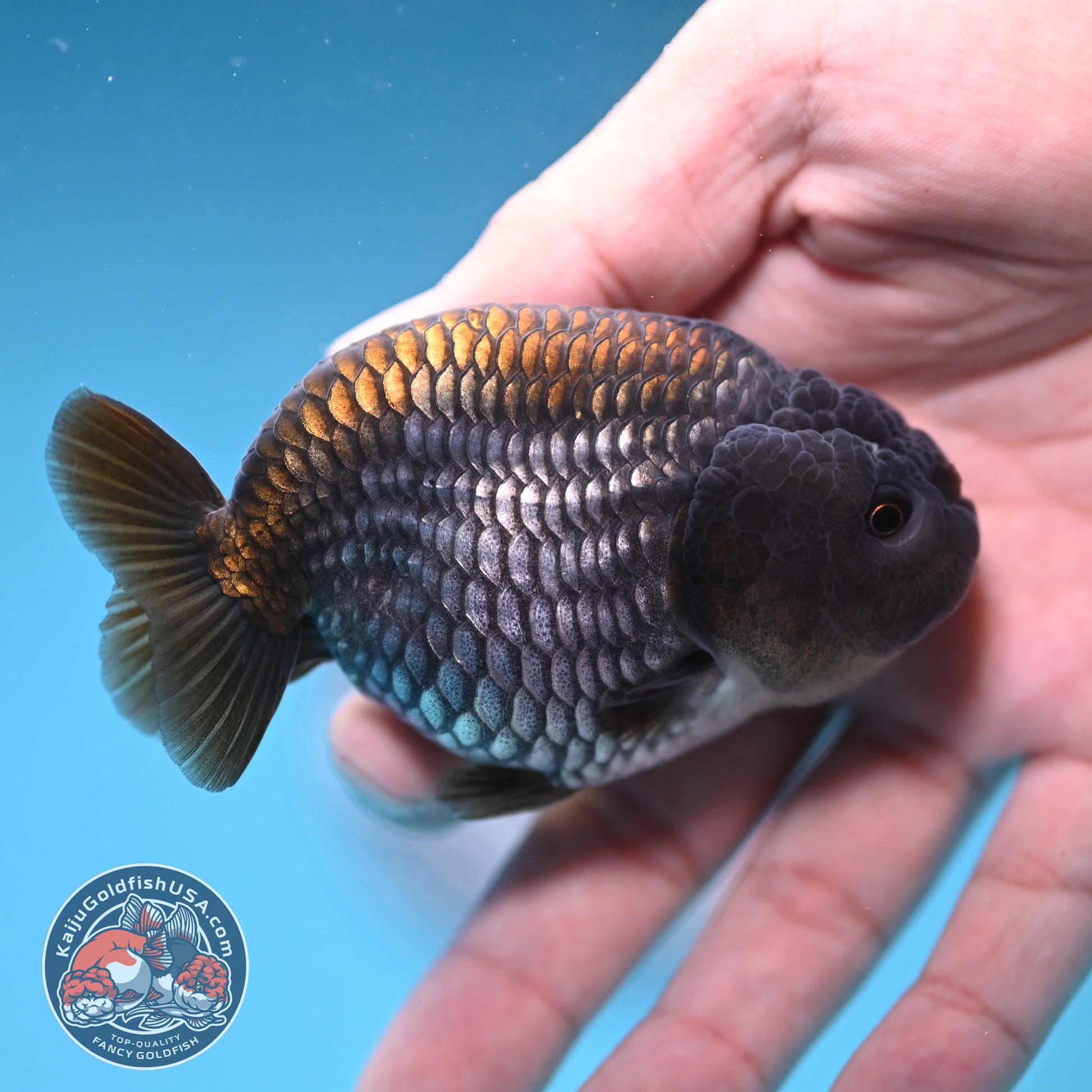 Ochiba Ranchu 3.2 inch Body (251212_RC09)