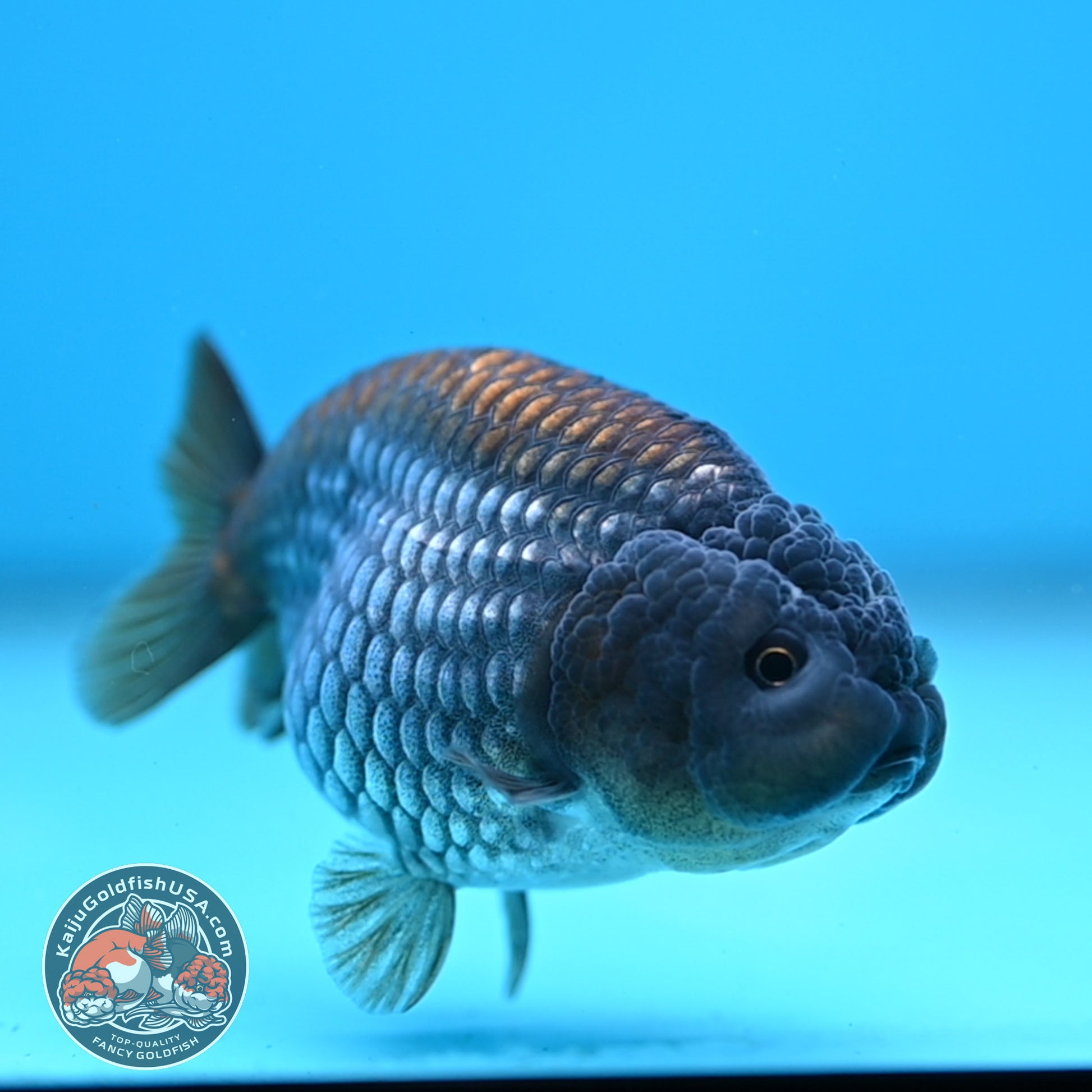 Ochiba Ranchu 3.2 inch Body (251212_RC09)