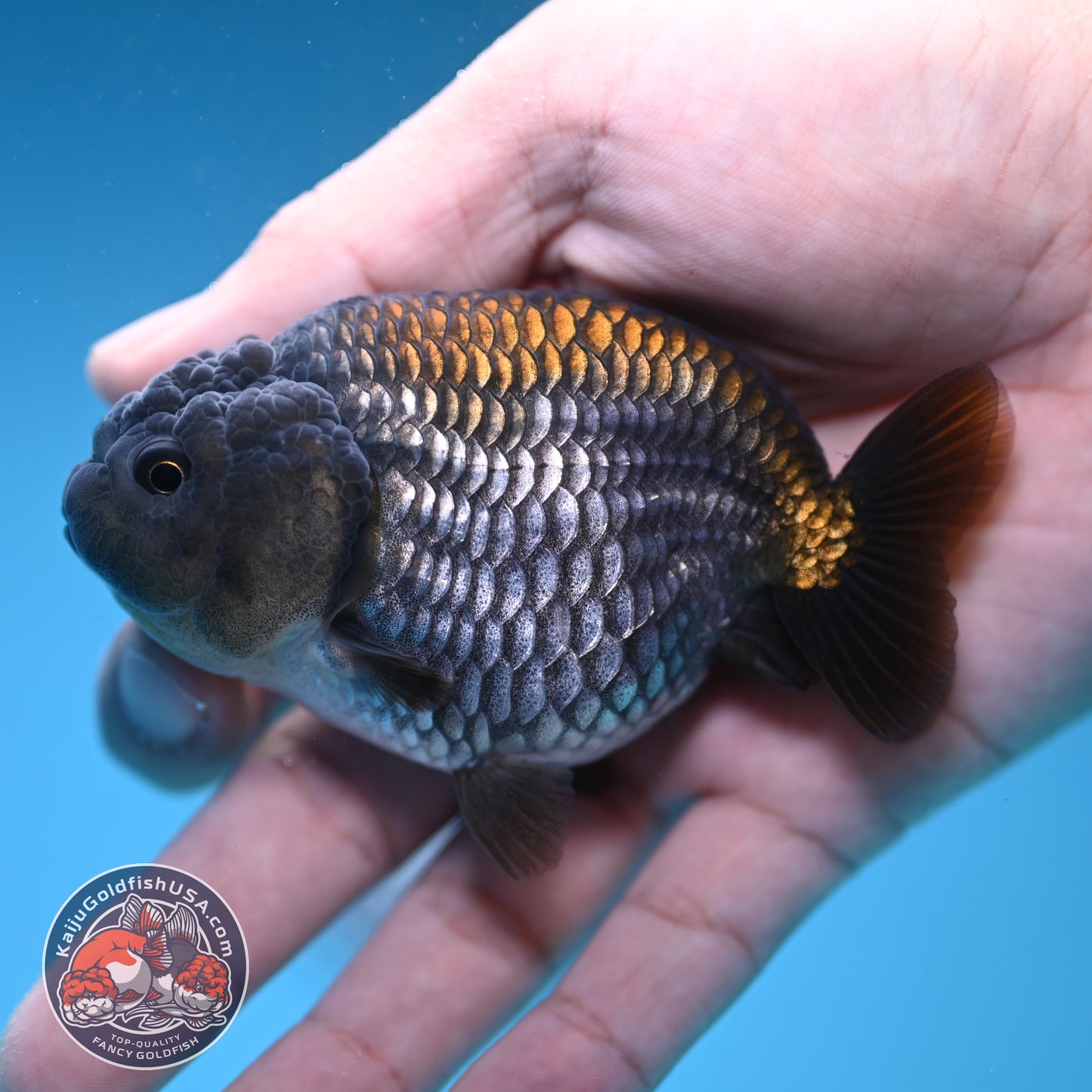 Ochiba Ranchu 3.2 inch Body (251212_RC09)