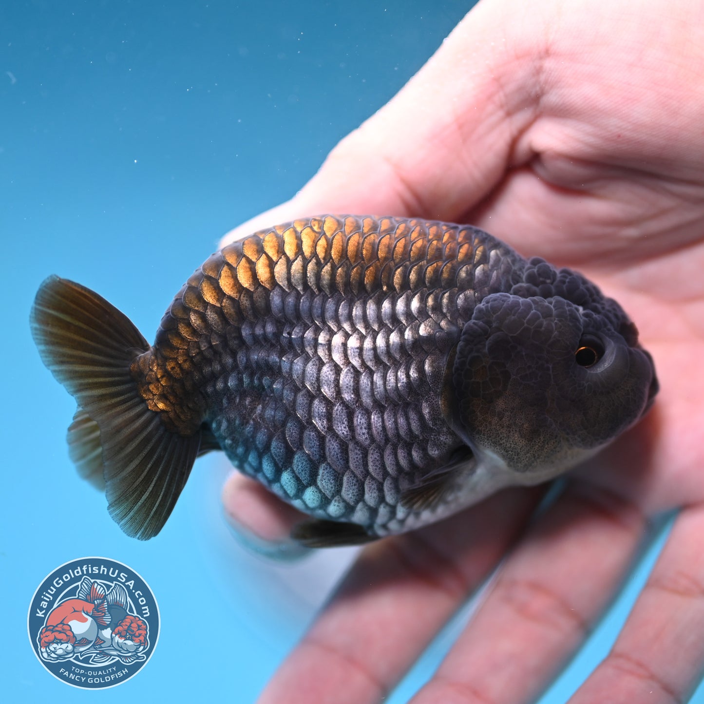 Ochiba Ranchu 3.2 inch Body (251212_RC09)