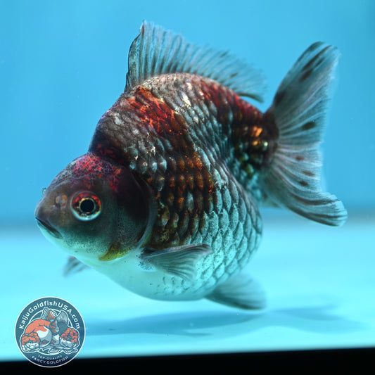 Ochiba Ryukin 4 inch Body (260417_RY07)