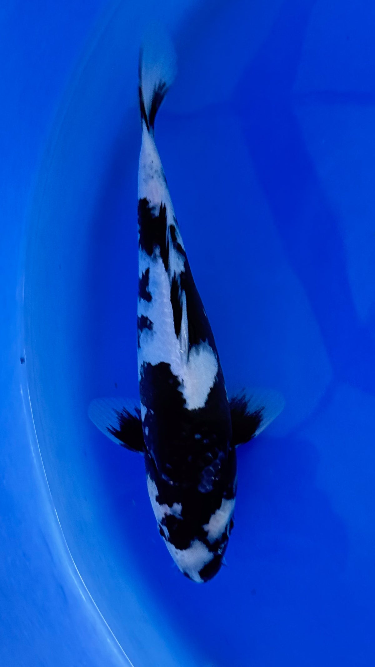 Otsuka Shiro Utsuri 9 inches (261022_KOI07)