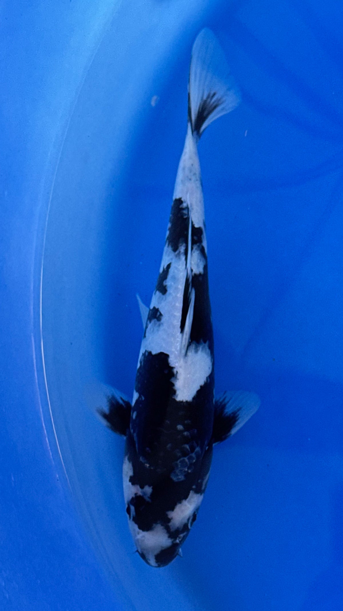 Otsuka Shiro Utsuri 9 inches (261022_KOI07)