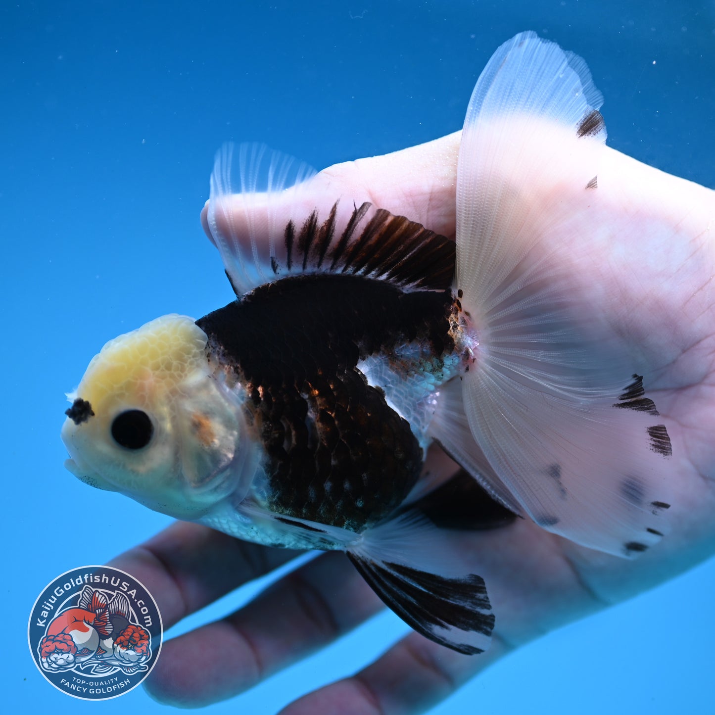 Panda Butterfly Tail Oranda 3.5 inch Body (251219_OR04)