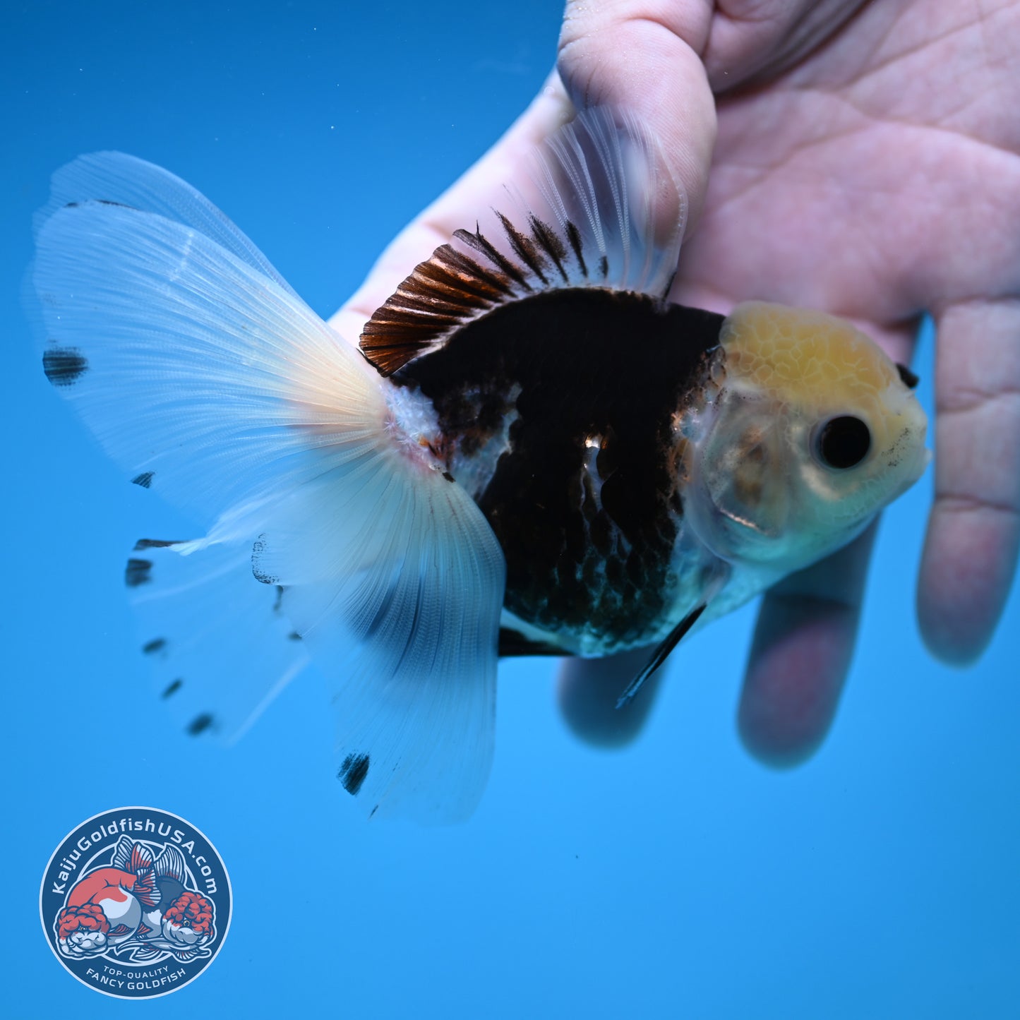 Panda Butterfly Tail Oranda 3.5 inch Body (251219_OR04)