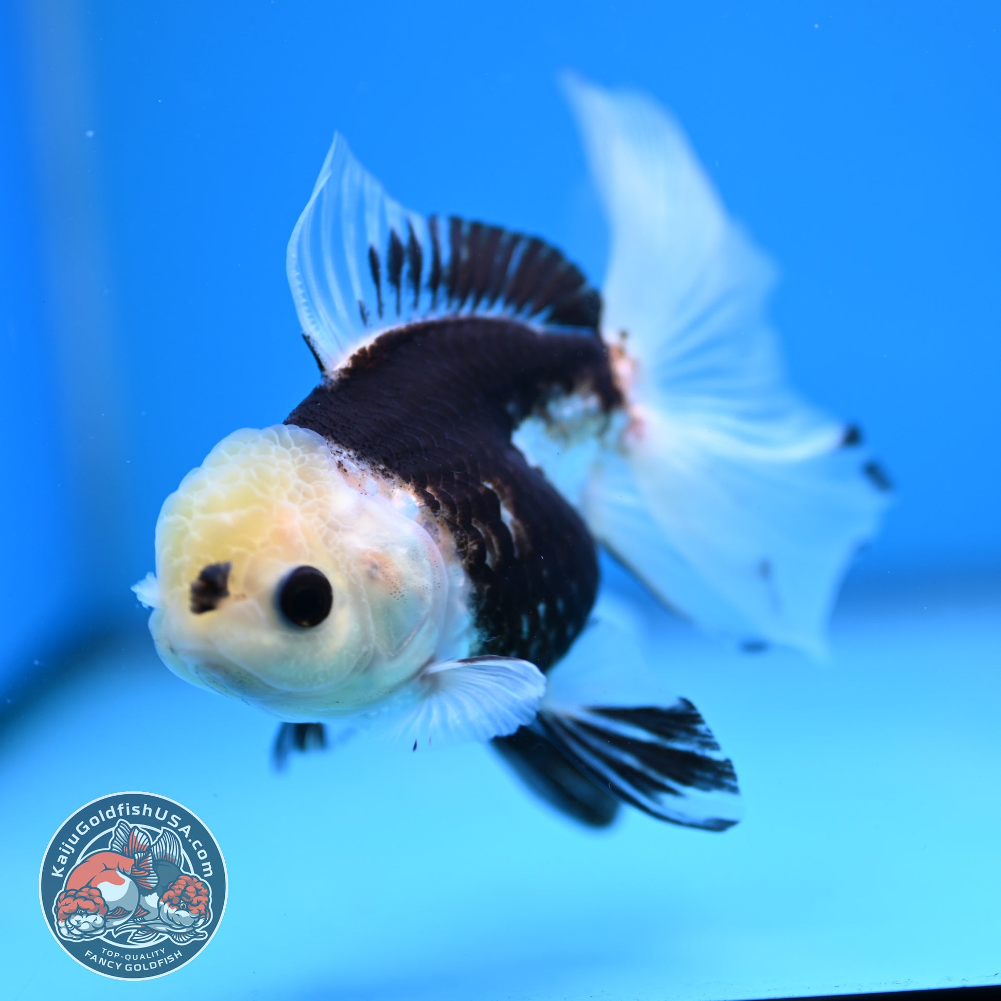 Panda Butterfly Tail Oranda 3.5 inch Body (251219_OR04)
