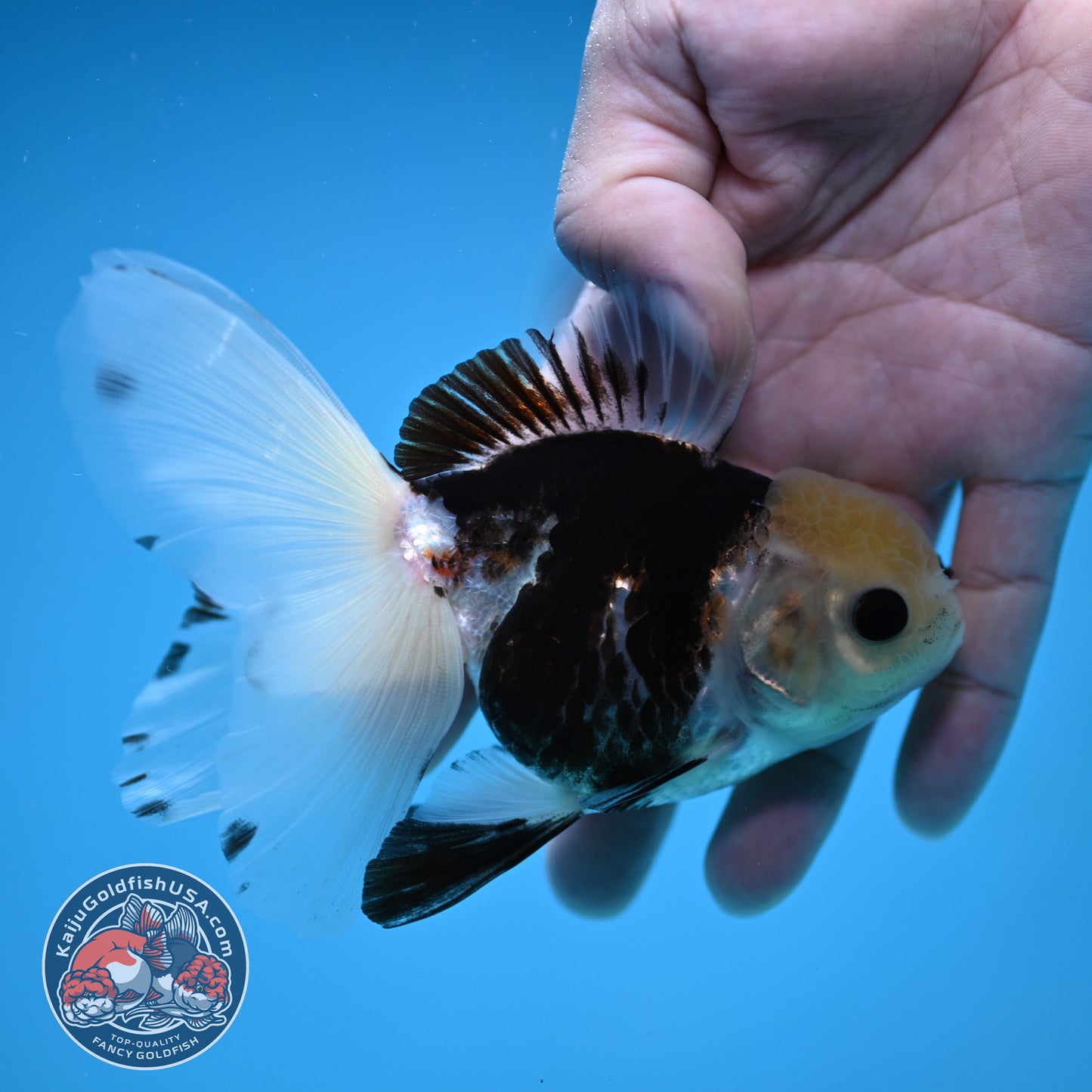 Panda Butterfly Tail Oranda 3.5 inch Body (251219_OR04)