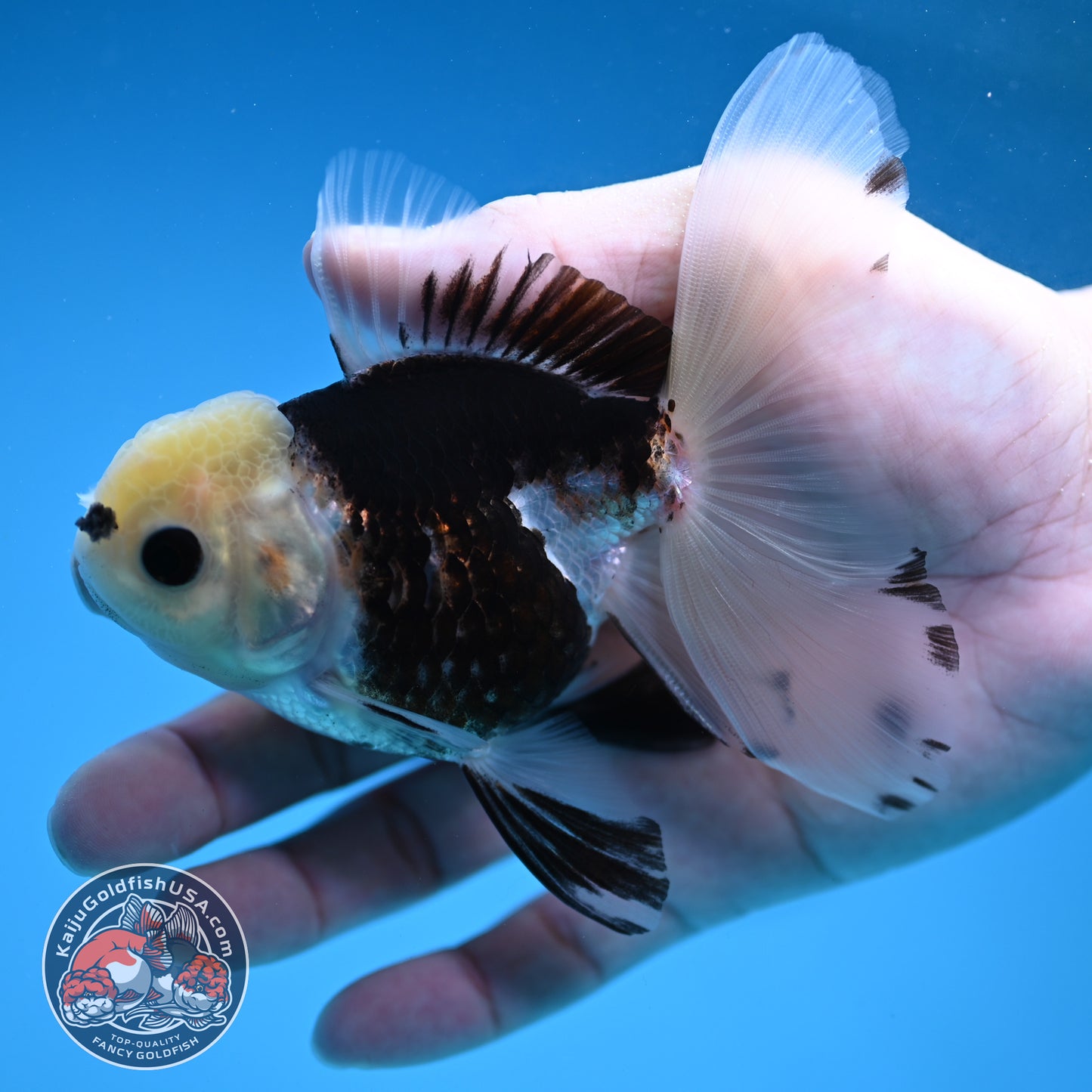 Panda Butterfly Tail Oranda 3.5 inch Body (251219_OR04)
