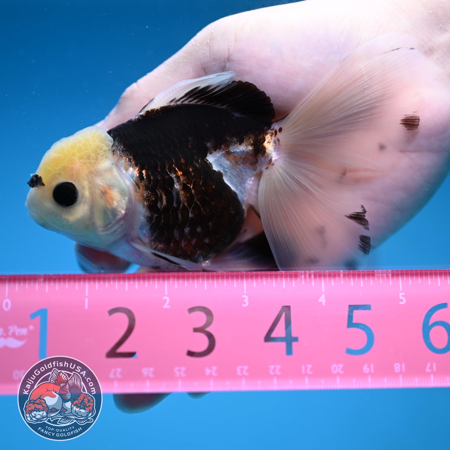 Panda Butterfly Tail Oranda 3.5 inch Body (251219_OR04)