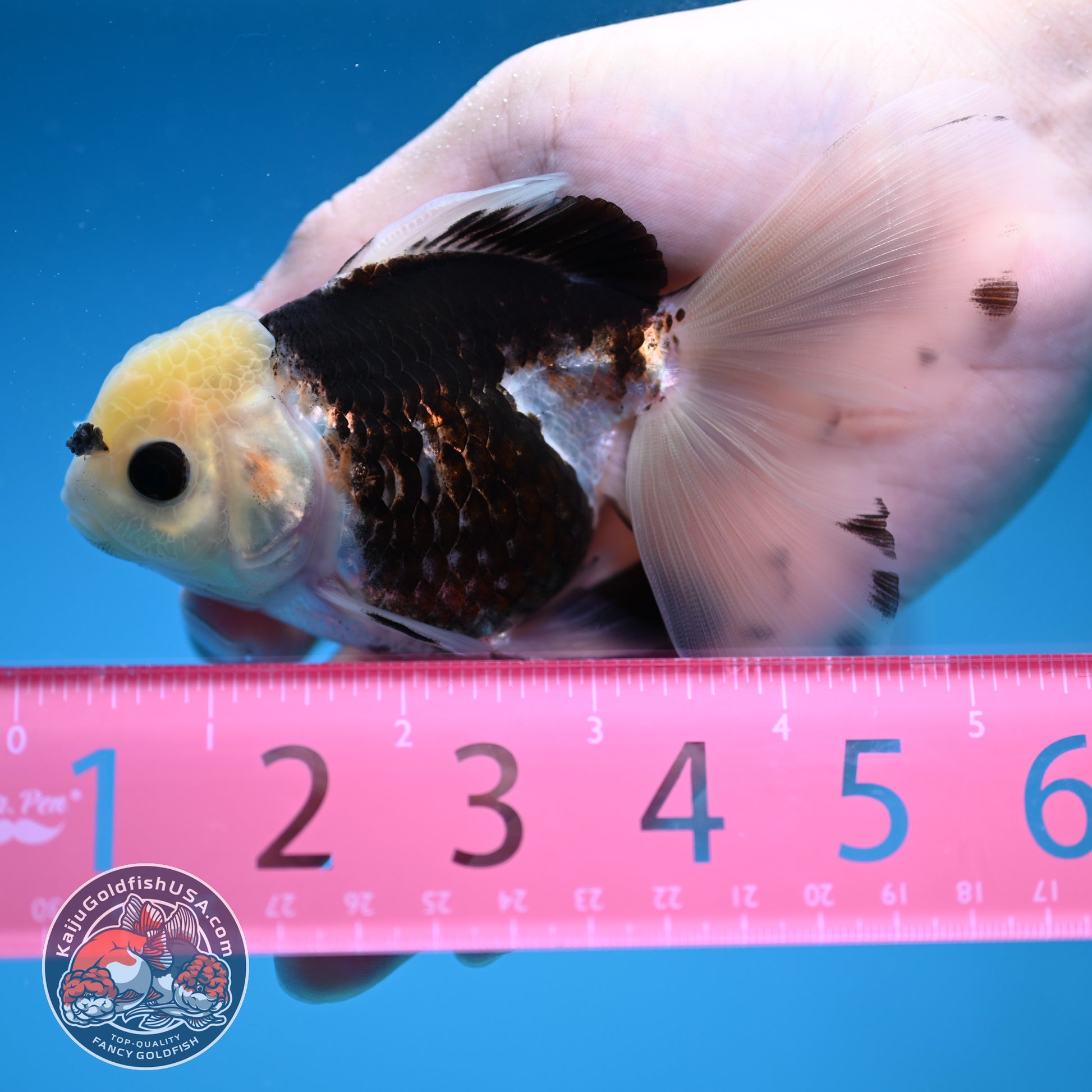 Panda Butterfly Tail Oranda 3.5 inch Body (251219_OR04)