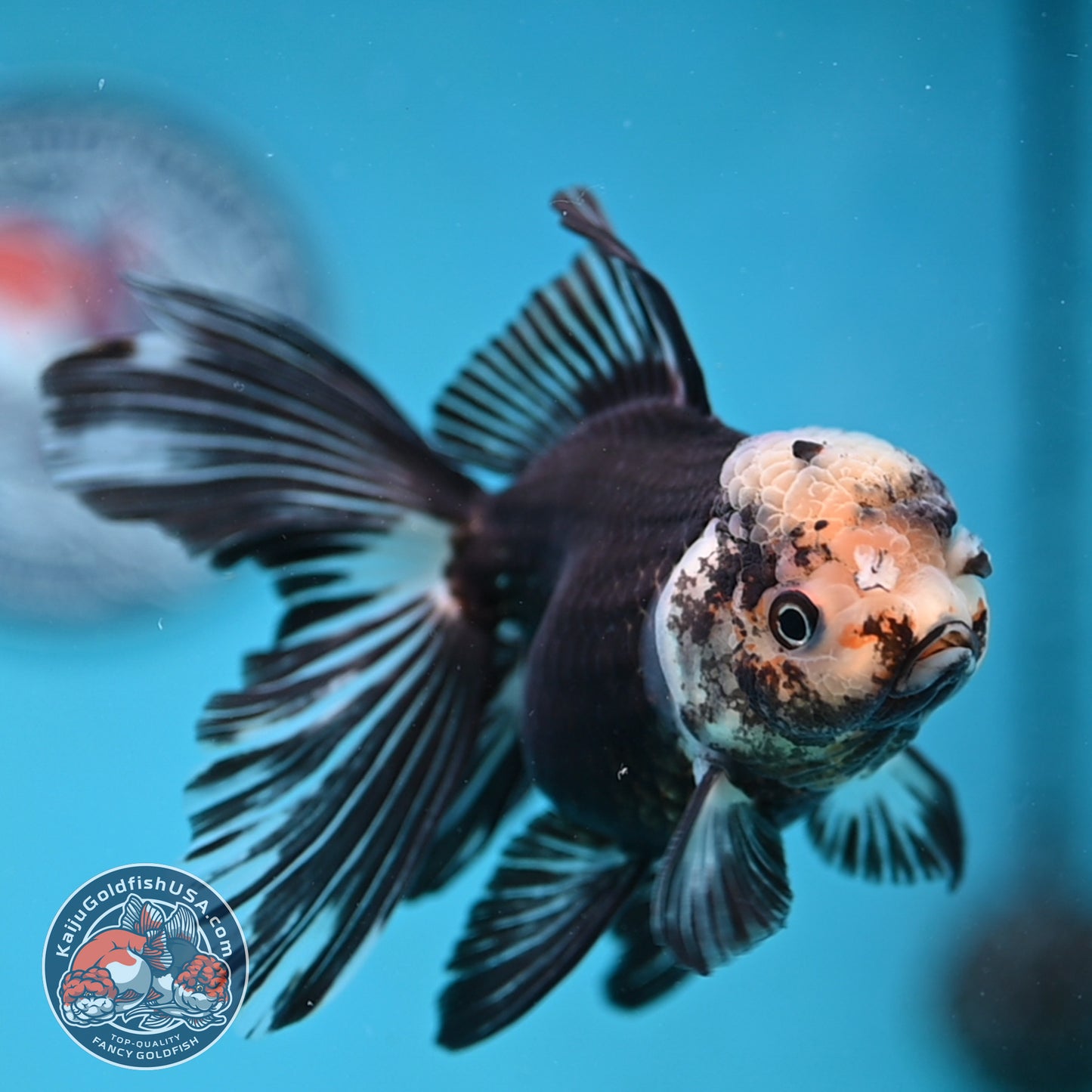Panda Butterfly Tail Oranda 3.5 inch Body (251219_OR07)
