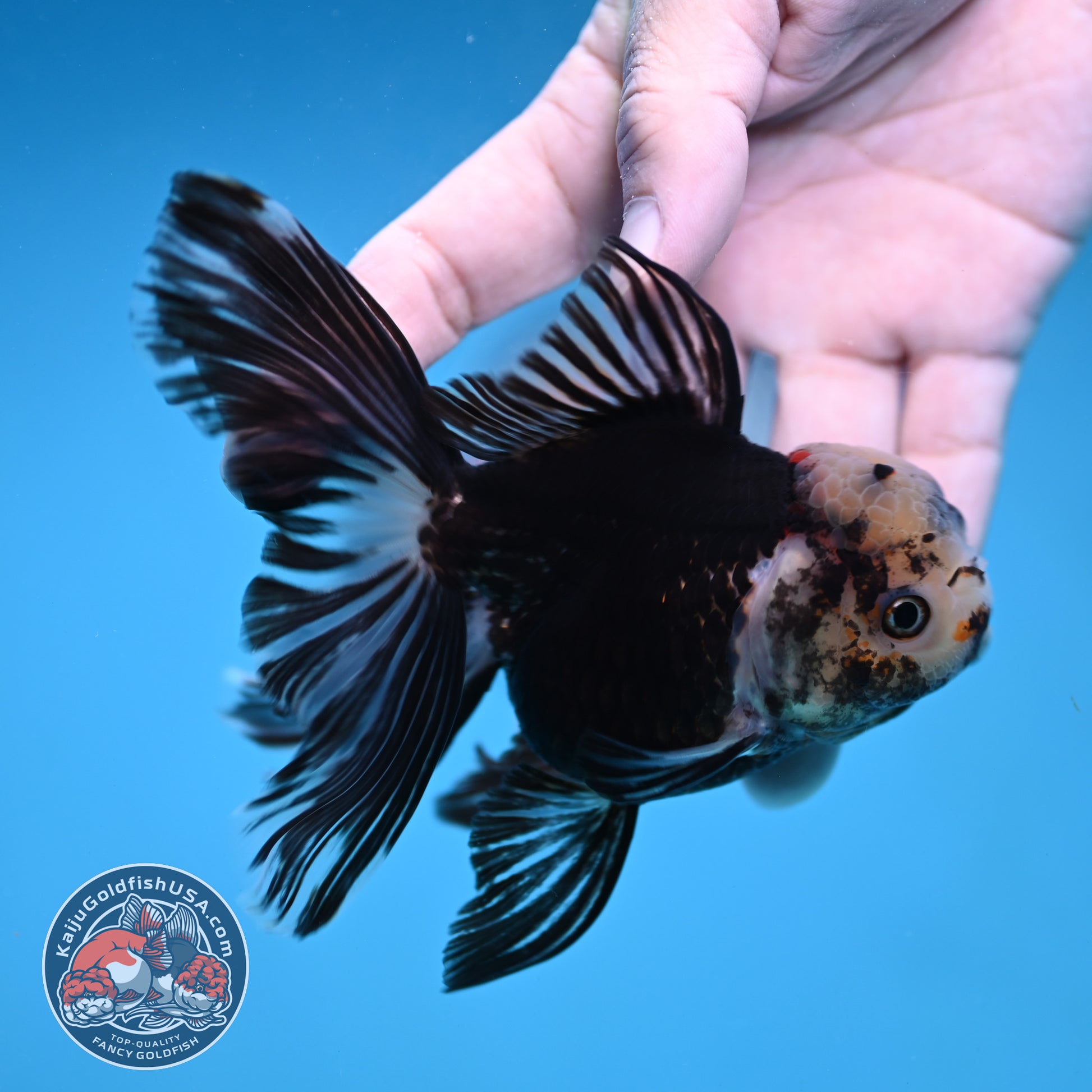 Panda Butterfly Tail Oranda 3.5 inch Body (251219_OR07)