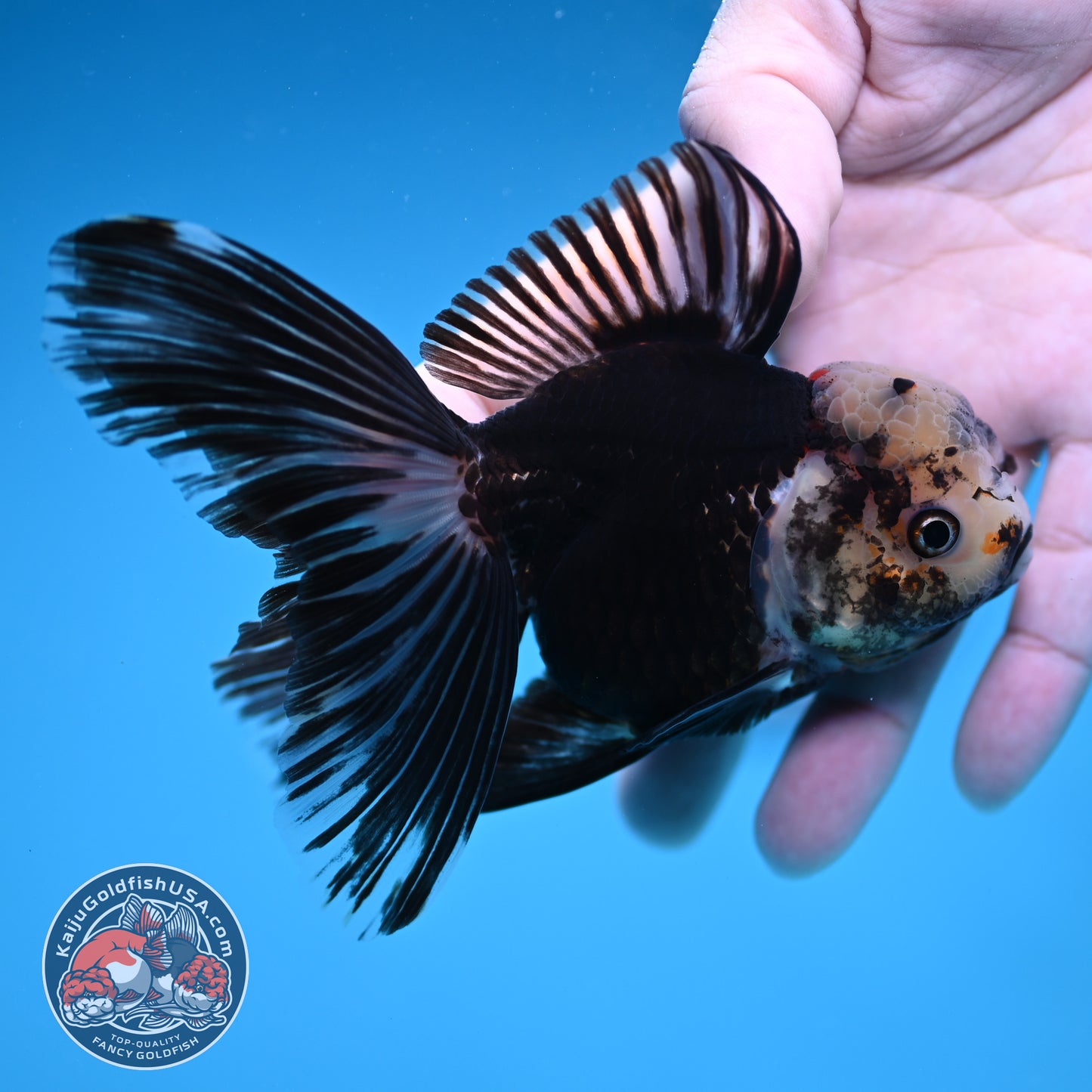 Panda Butterfly Tail Oranda 3.5 inch Body (251219_OR07)