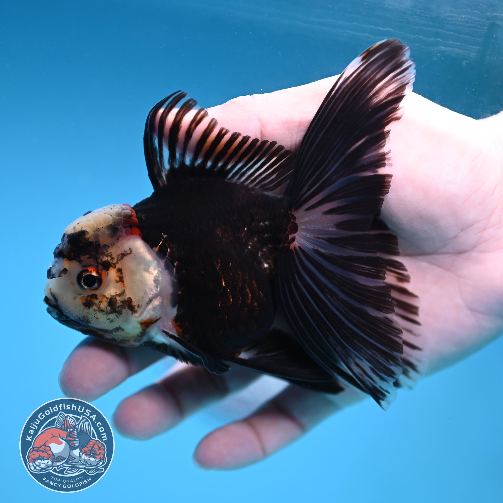 Panda Butterfly Tail Oranda 3.5 inch Body (251219_OR07)