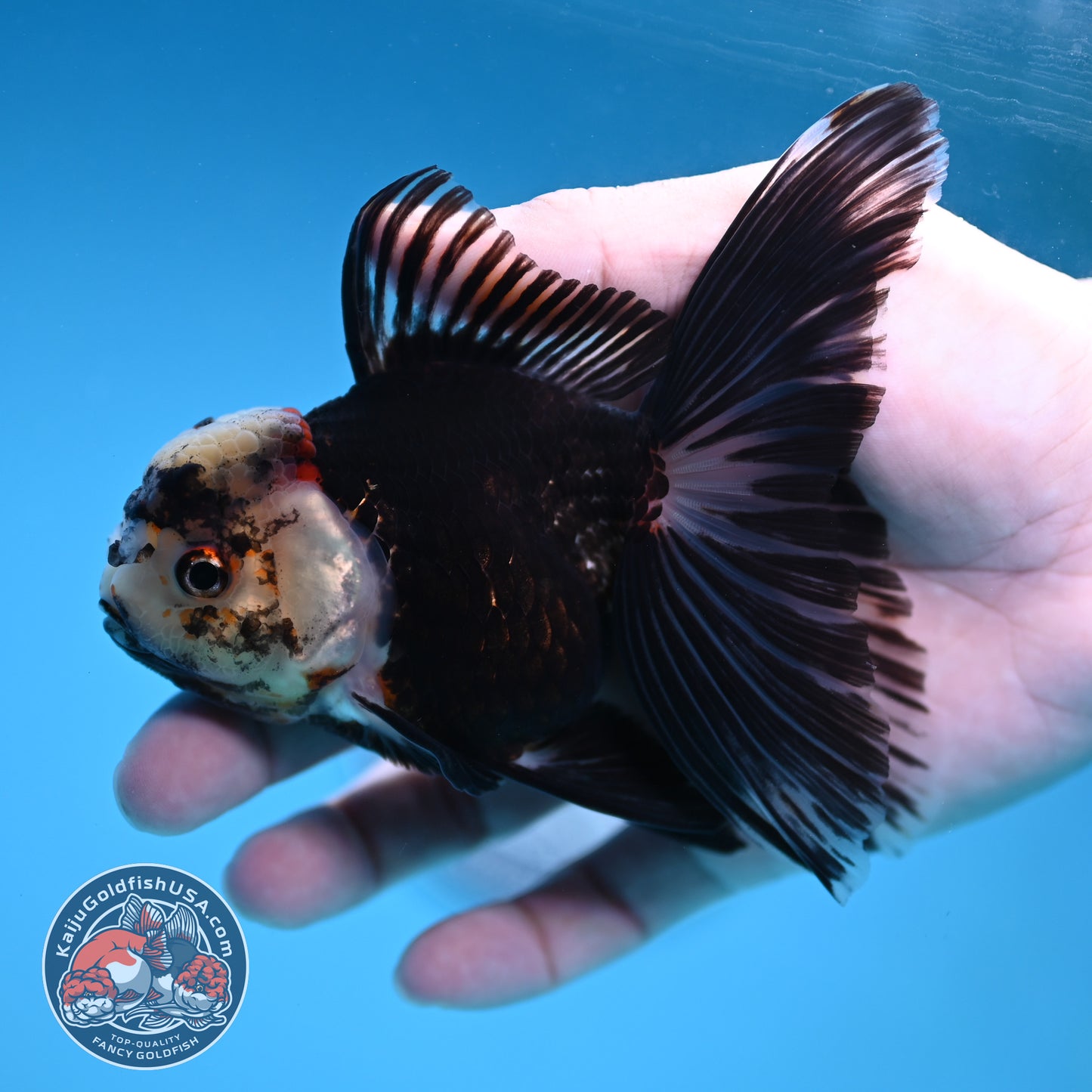 Panda Butterfly Tail Oranda 3.5 inch Body (251219_OR07)