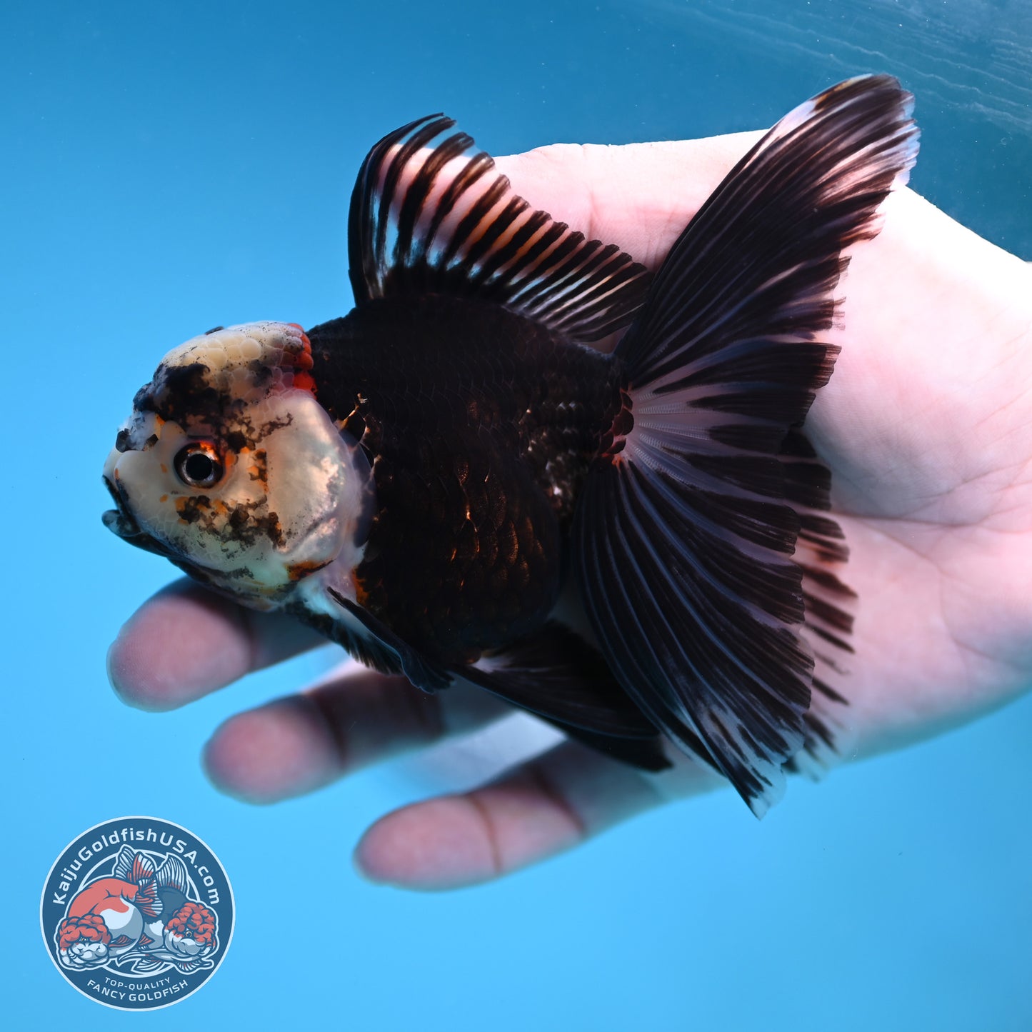 Panda Butterfly Tail Oranda 3.5 inch Body (251219_OR07)