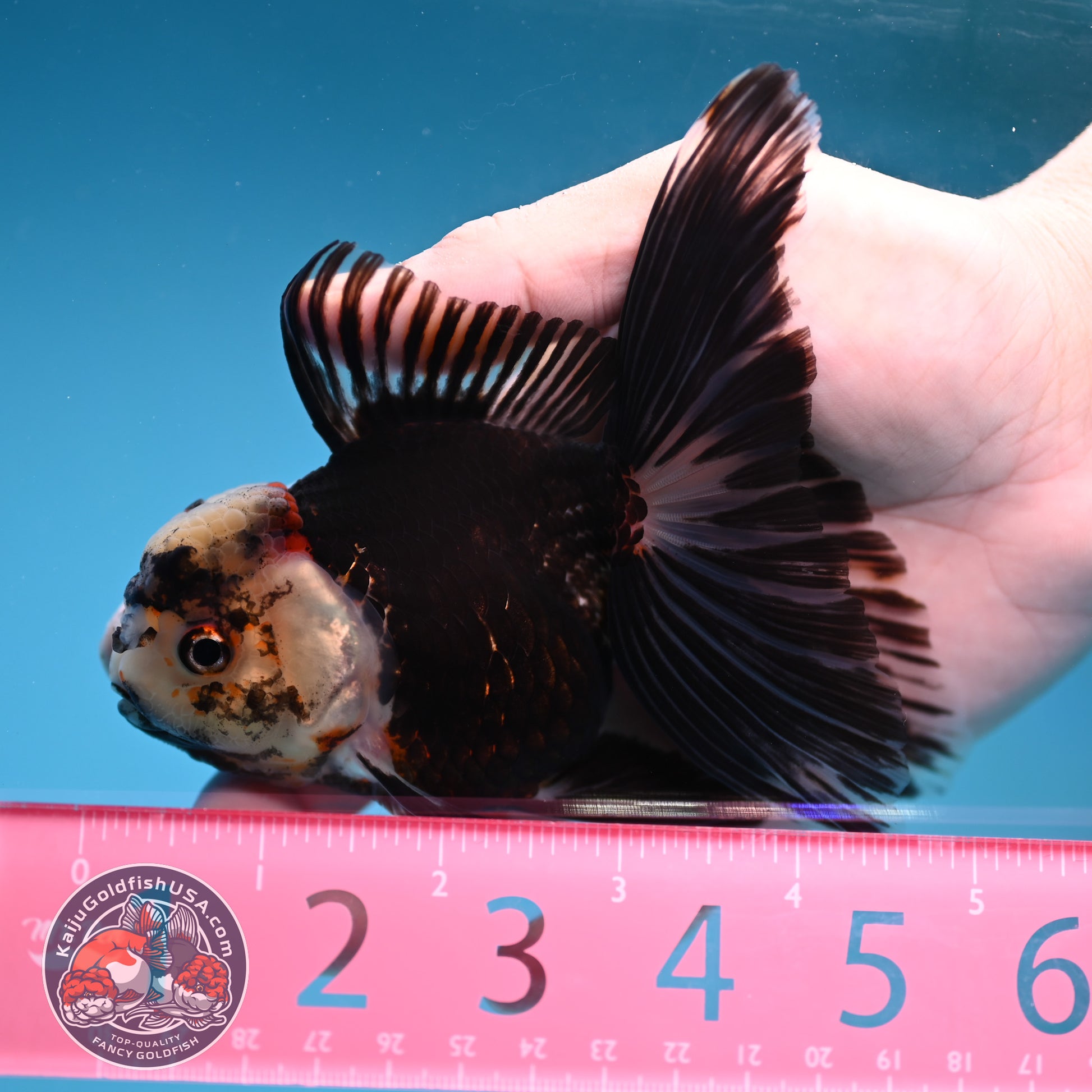 Panda Butterfly Tail Oranda 3.5 inch Body (251219_OR07)