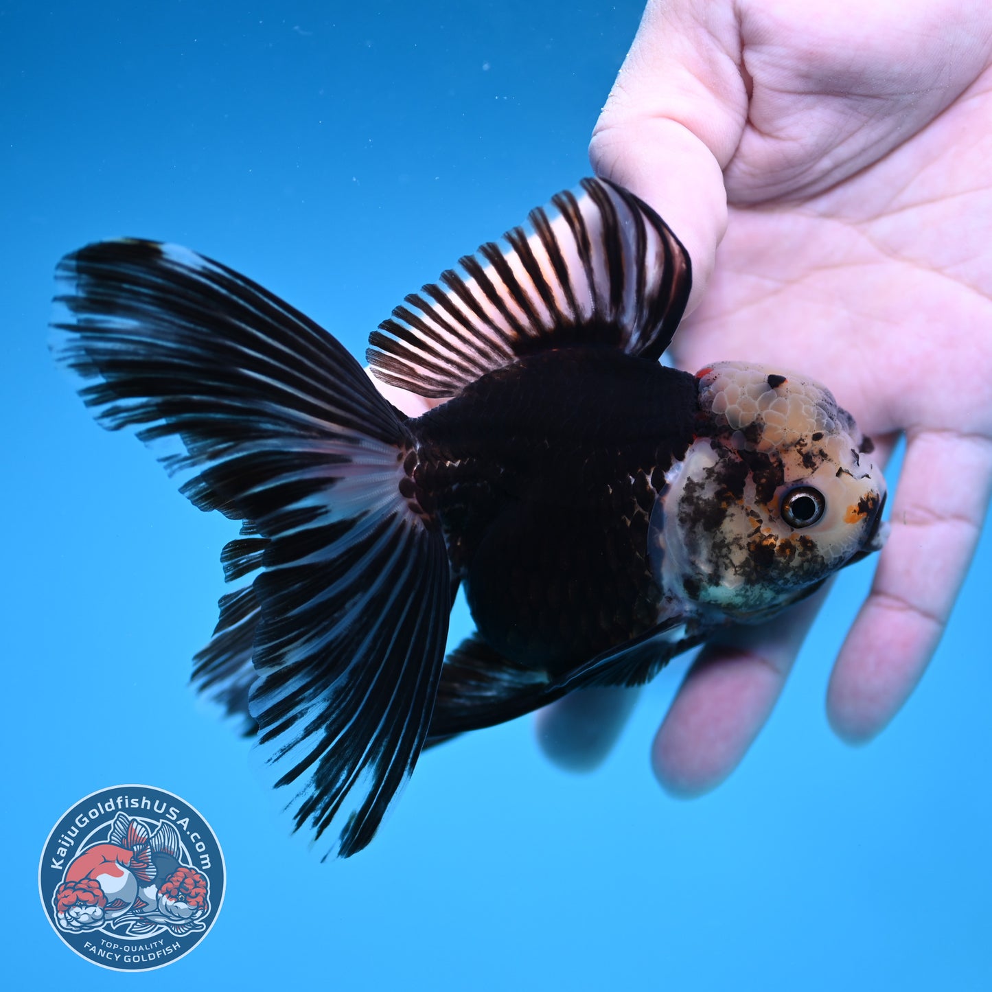 Panda Butterfly Tail Oranda 3.5 inch Body (251219_OR07)