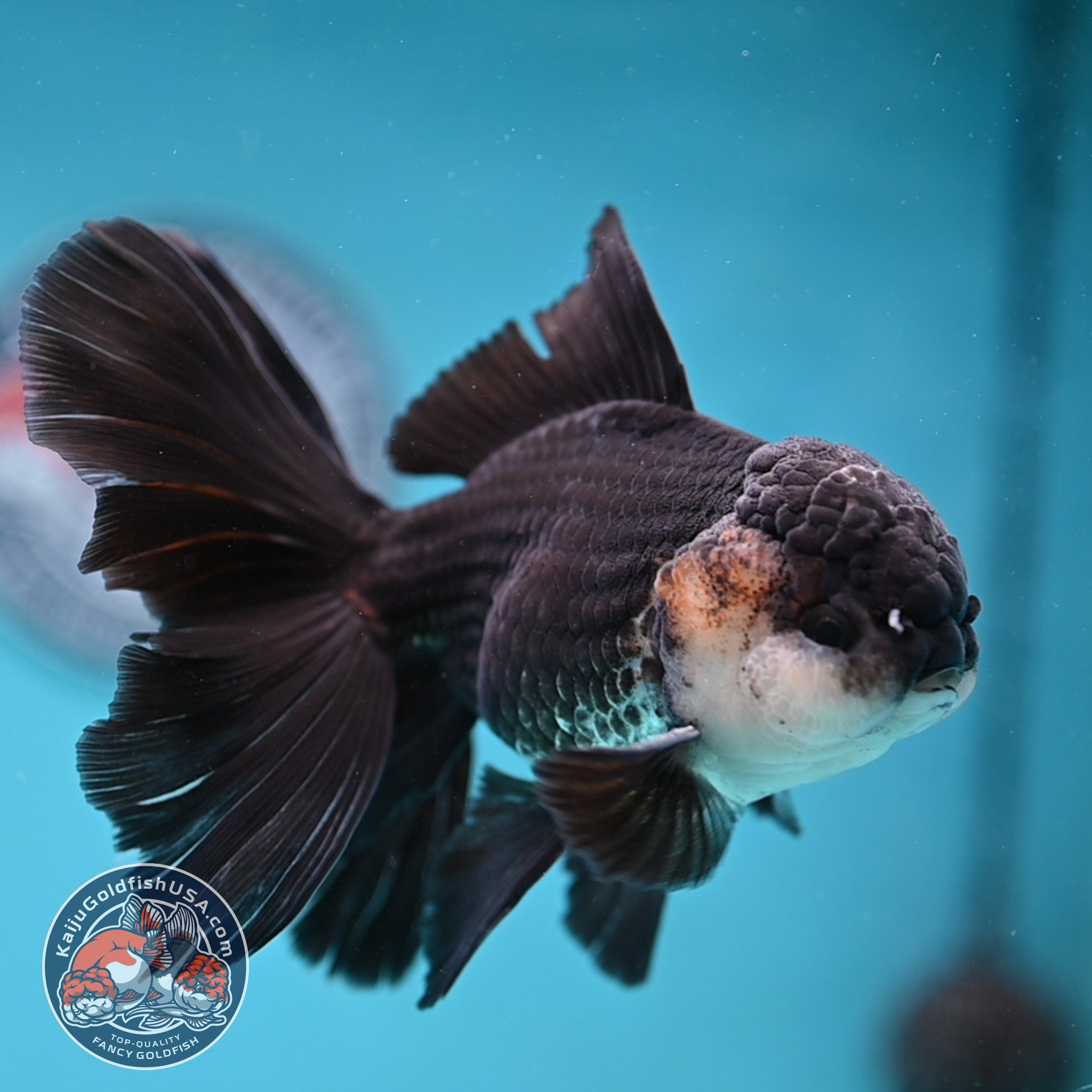 Oranda – Kaiju Goldfish USA