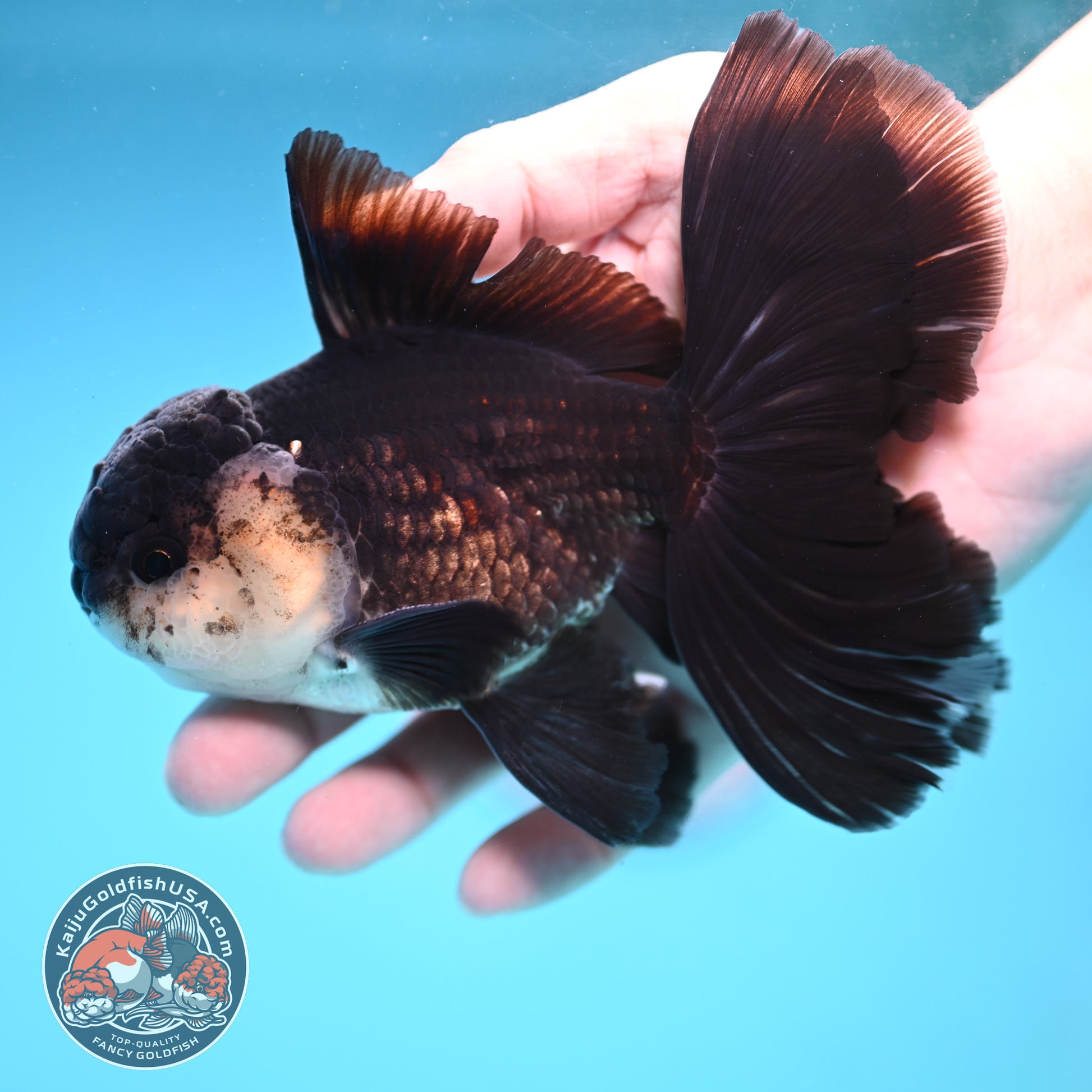 Panda Butterfly Tail Oranda 3.8 inch Body (251219_OR03)
