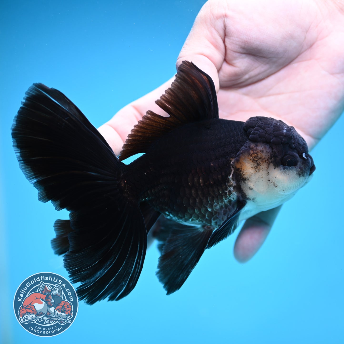 Panda Butterfly Tail Oranda 3.8 inch Body (251219_OR03)