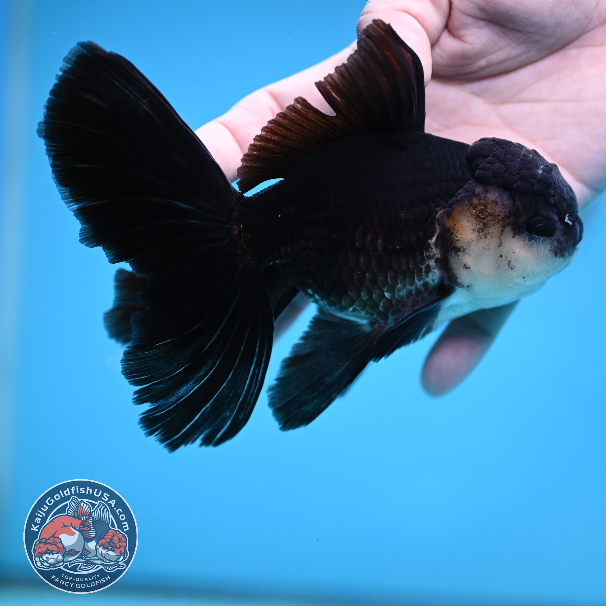 Panda Butterfly Tail Oranda 3.8 inch Body (251219_OR03)