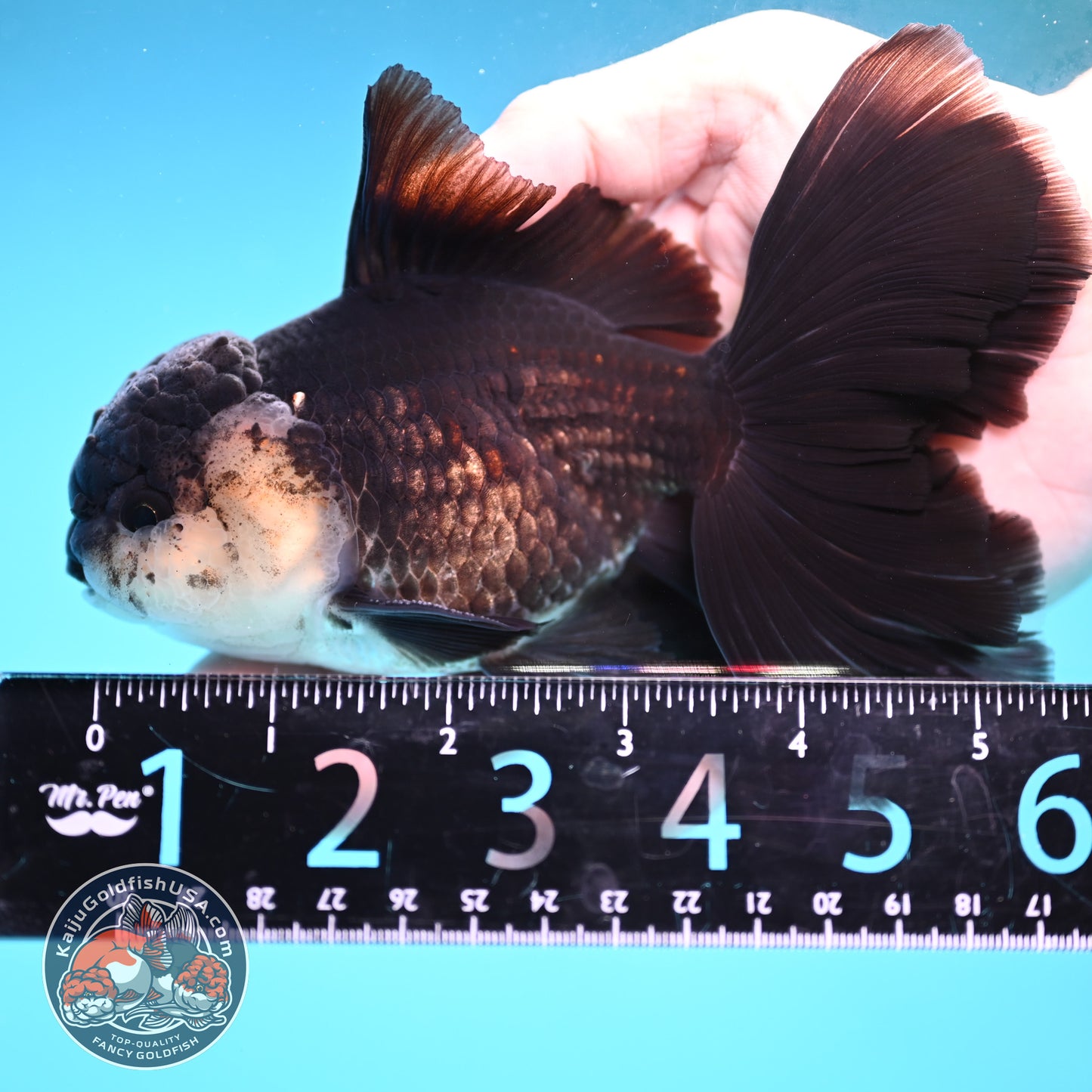 Panda Butterfly Tail Oranda 3.8 inch Body (251219_OR03)