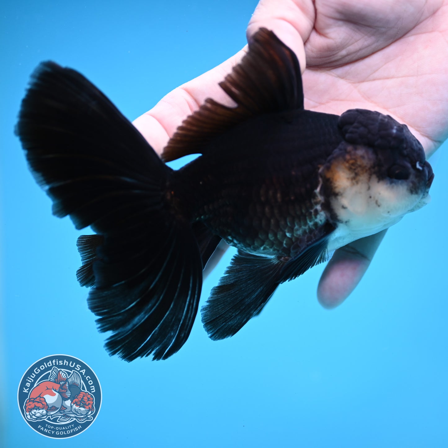 Panda Butterfly Tail Oranda 3.8 inch Body (251219_OR03)