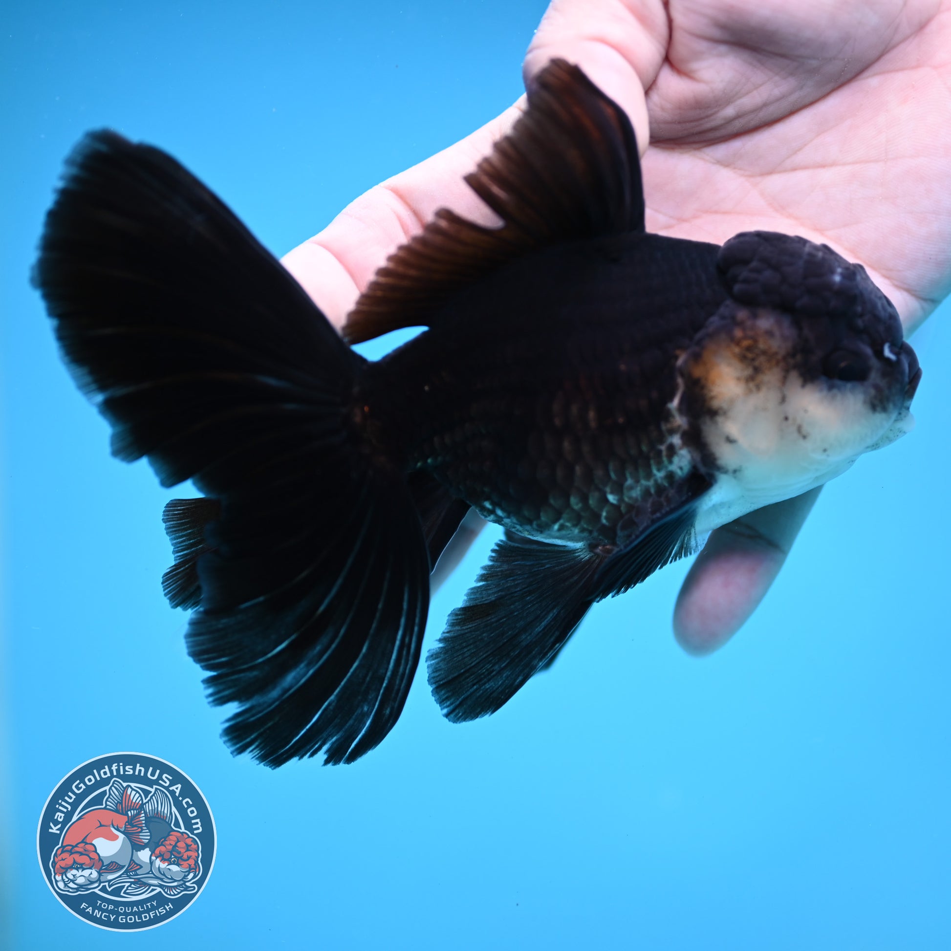 Panda Butterfly Tail Oranda 3.8 inch Body (251219_OR03)