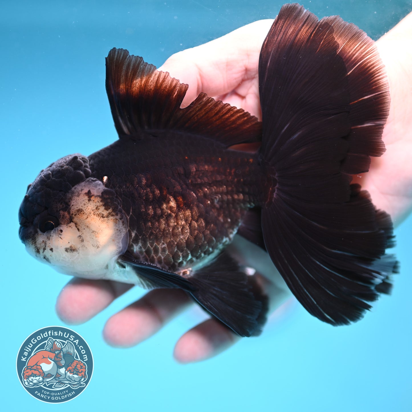 Panda Butterfly Tail Oranda 3.8 inch Body (251219_OR03)
