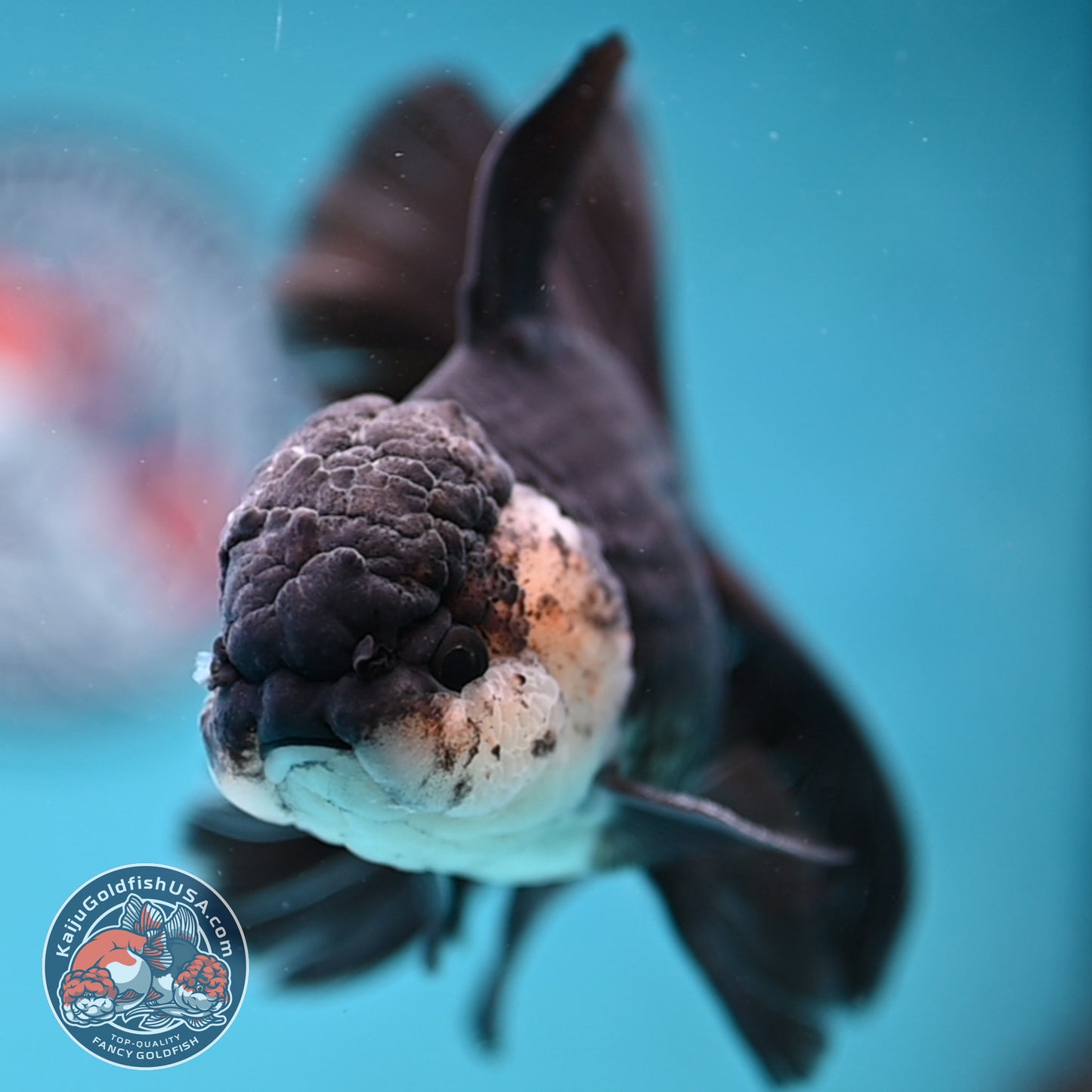 Panda Butterfly Tail Oranda 3.8 inch Body (251219_OR03)