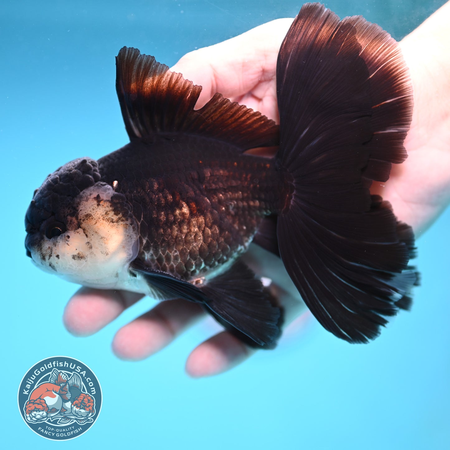 Panda Butterfly Tail Oranda 3.8 inch Body (251219_OR03)