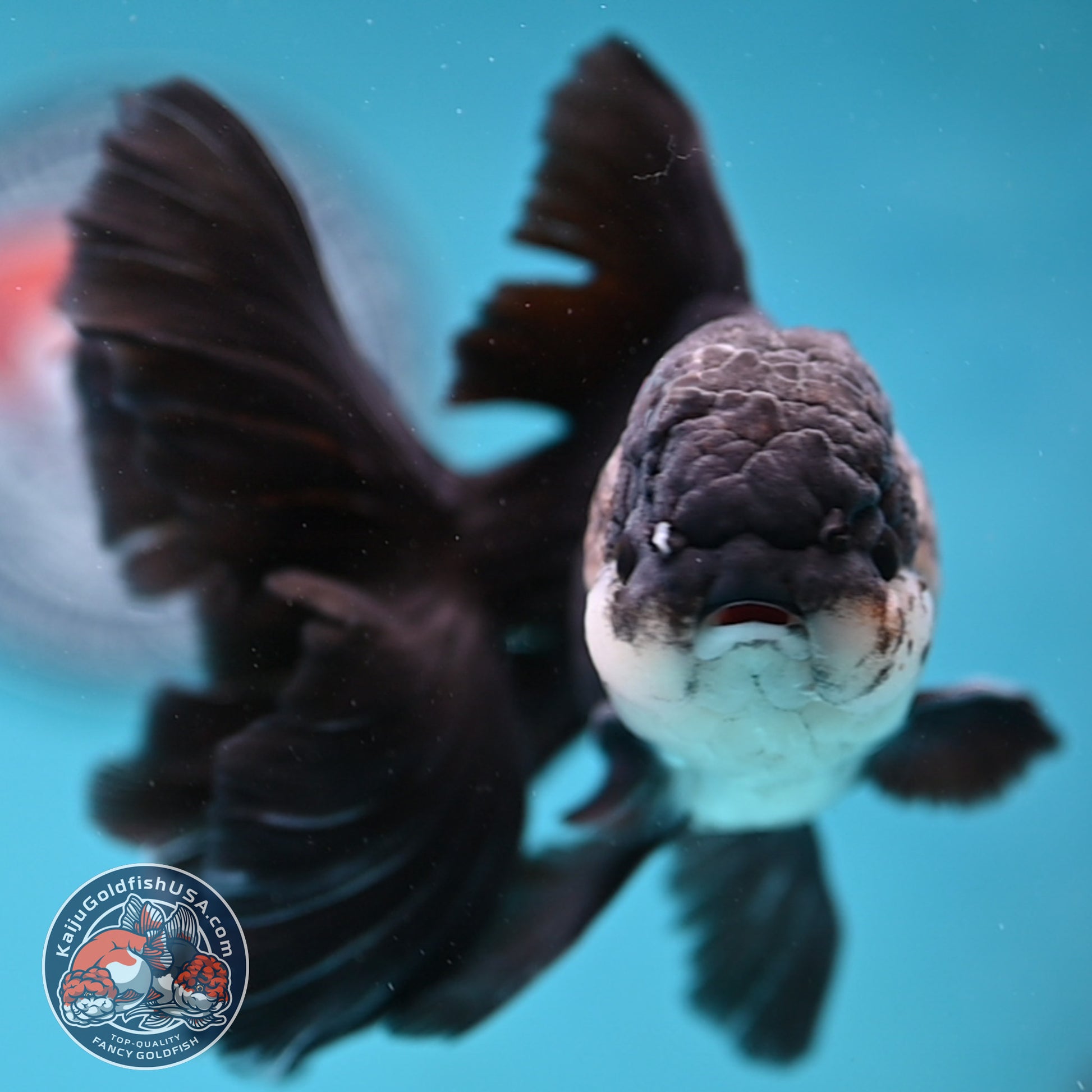 Panda Butterfly Tail Oranda 3.8 inch Body (251219_OR03)