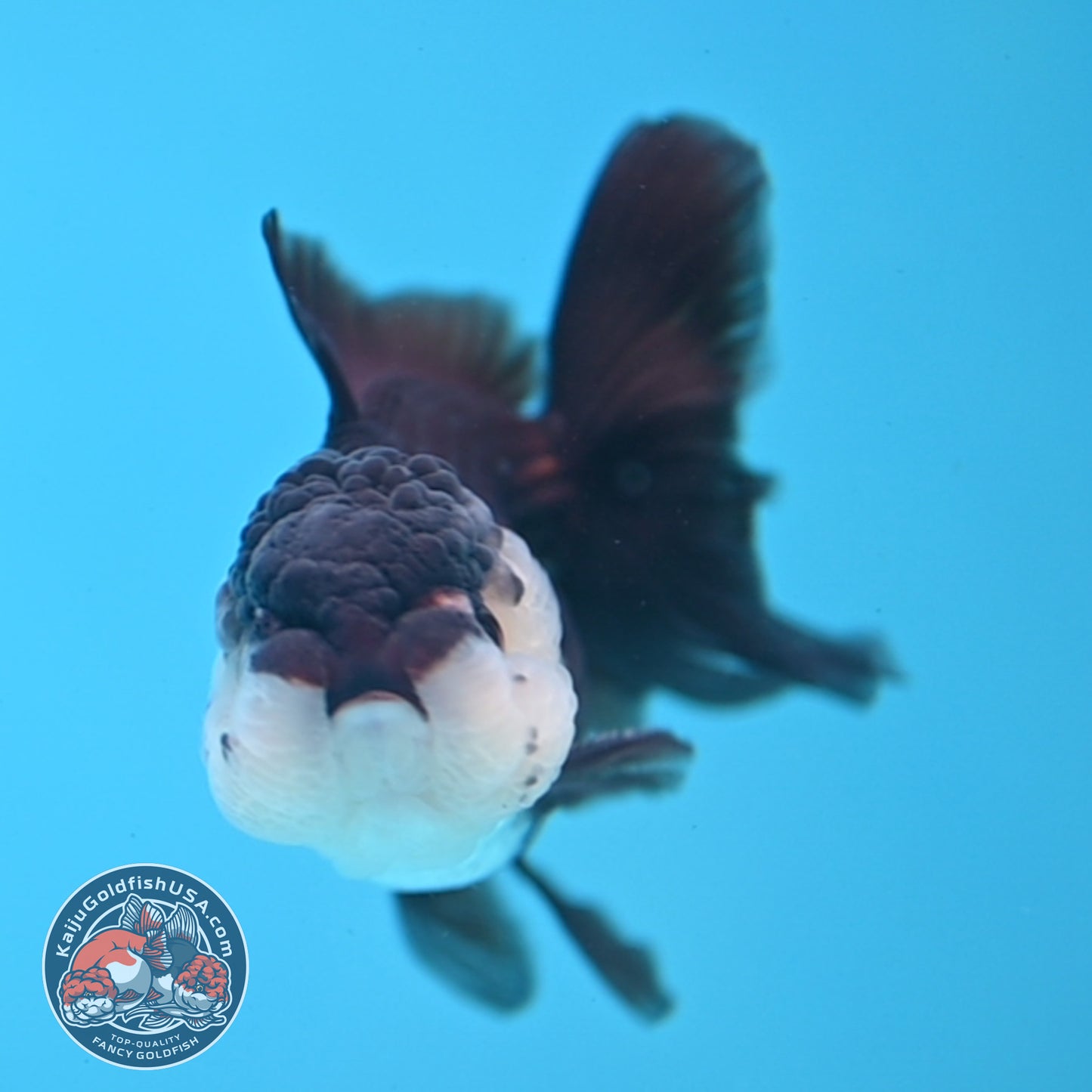 Panda Oranda 2.5 inch Body (260109_OR07)