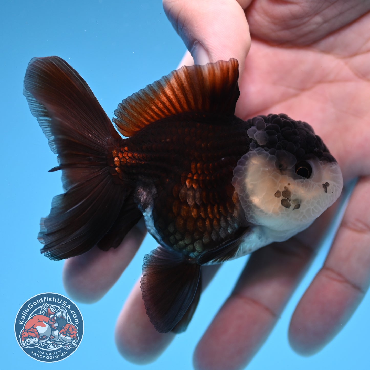 Panda Oranda 2.5 inch Body (260109_OR07)