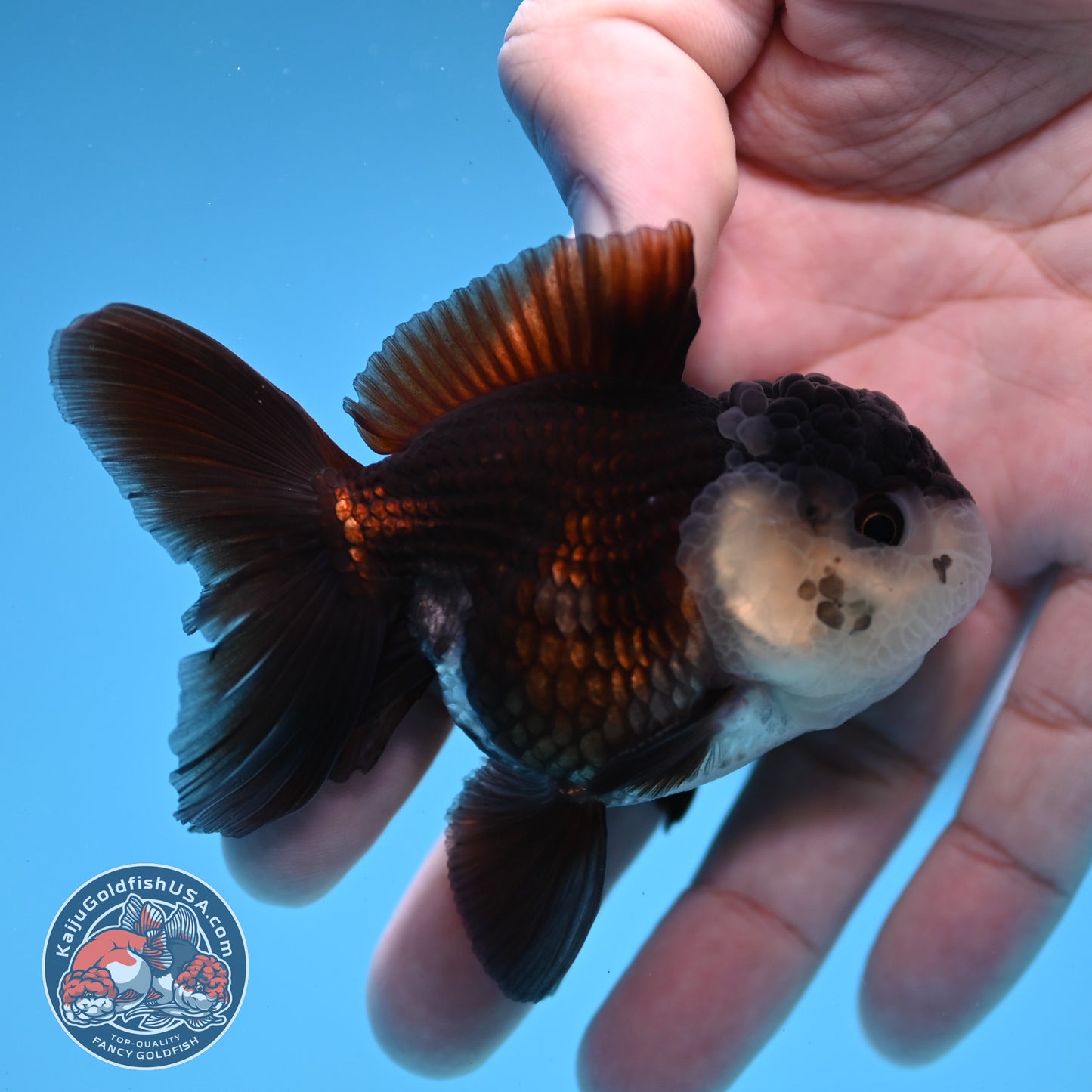 Panda Oranda 2.5 inch Body (260109_OR07)