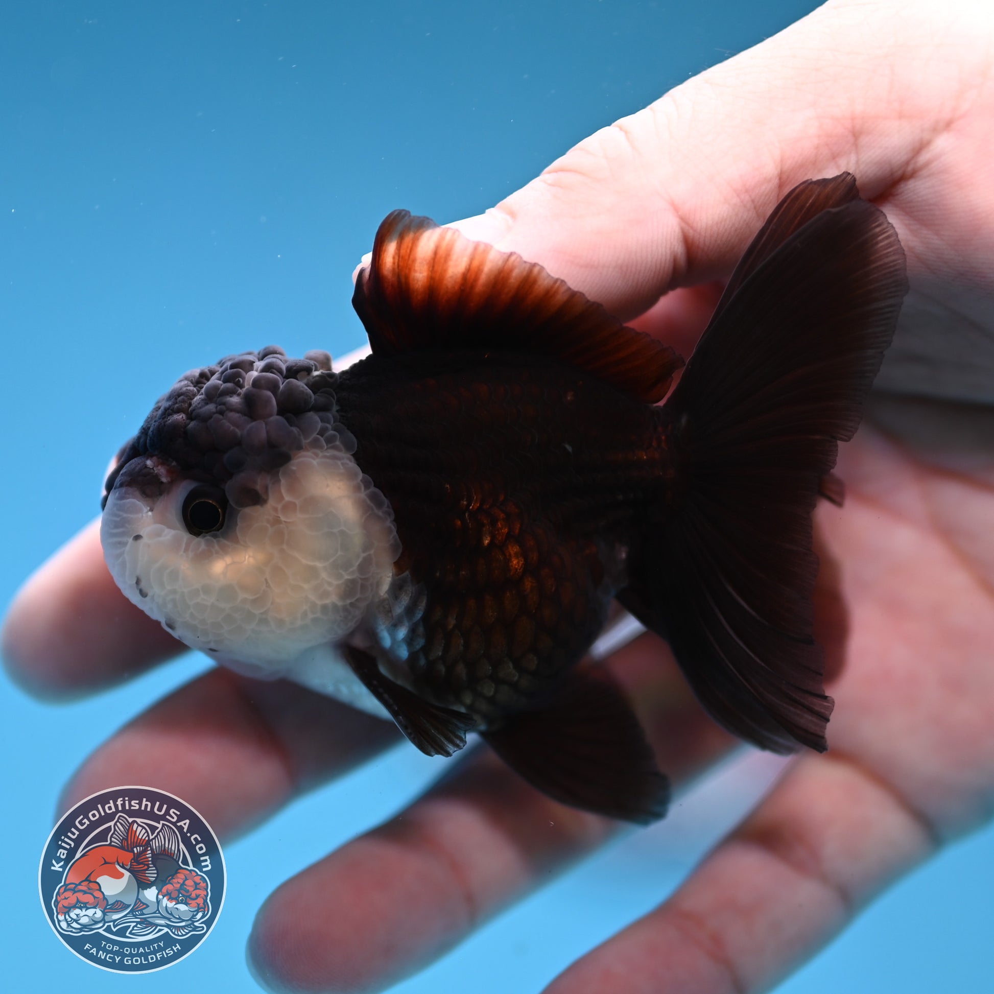 Panda Oranda 2.5 inch Body (260109_OR07)