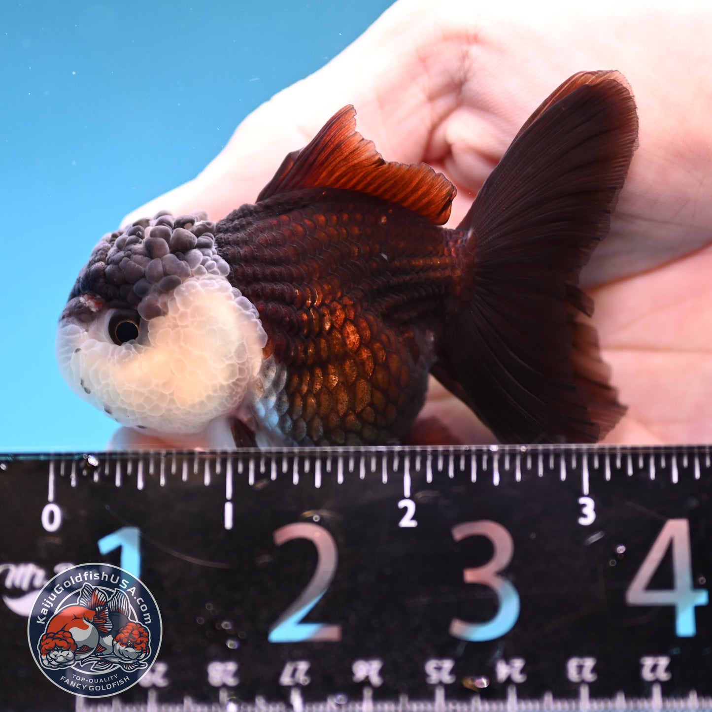 Panda Oranda 2.5 inch Body (260109_OR07)