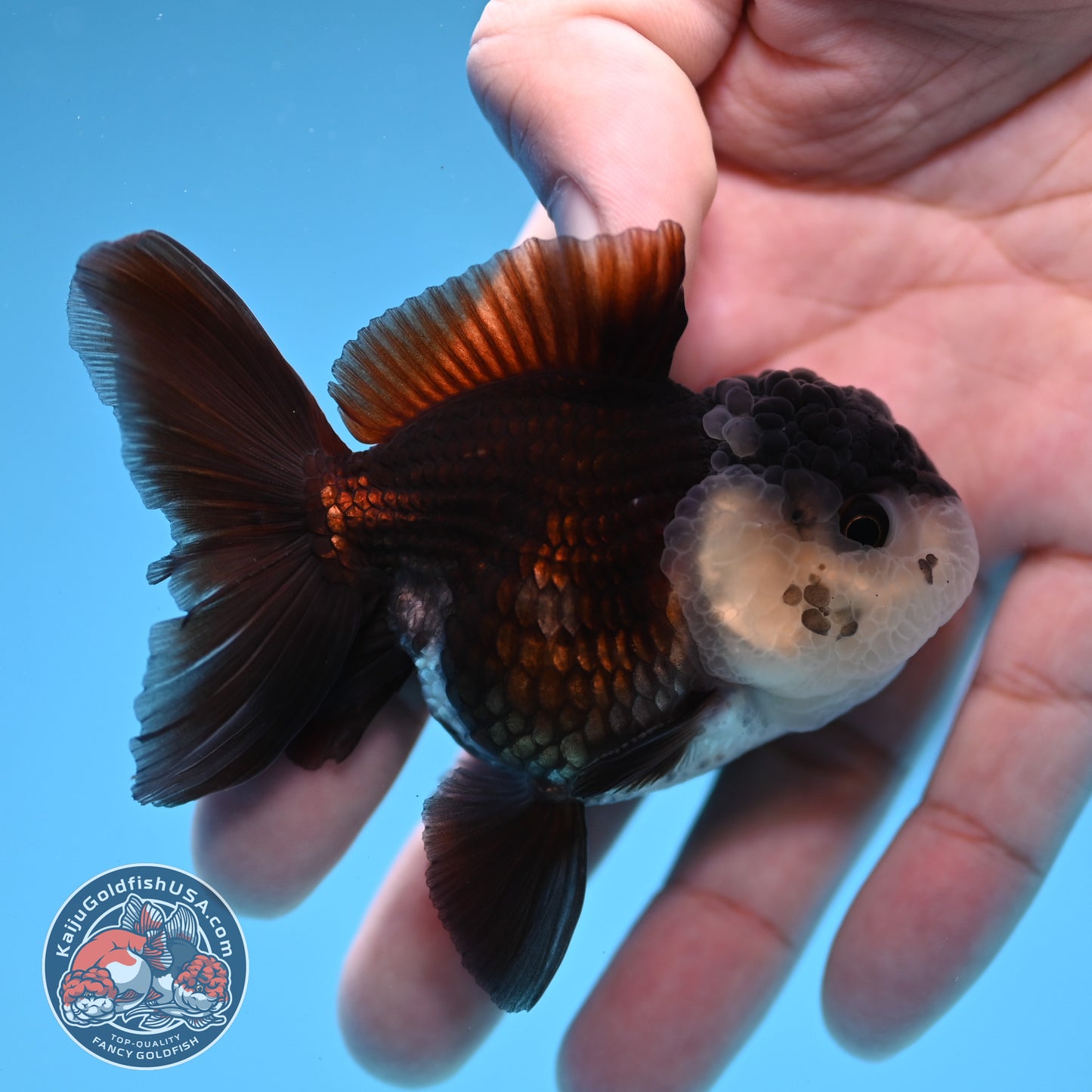 Panda Oranda 2.5 inch Body (260109_OR07)
