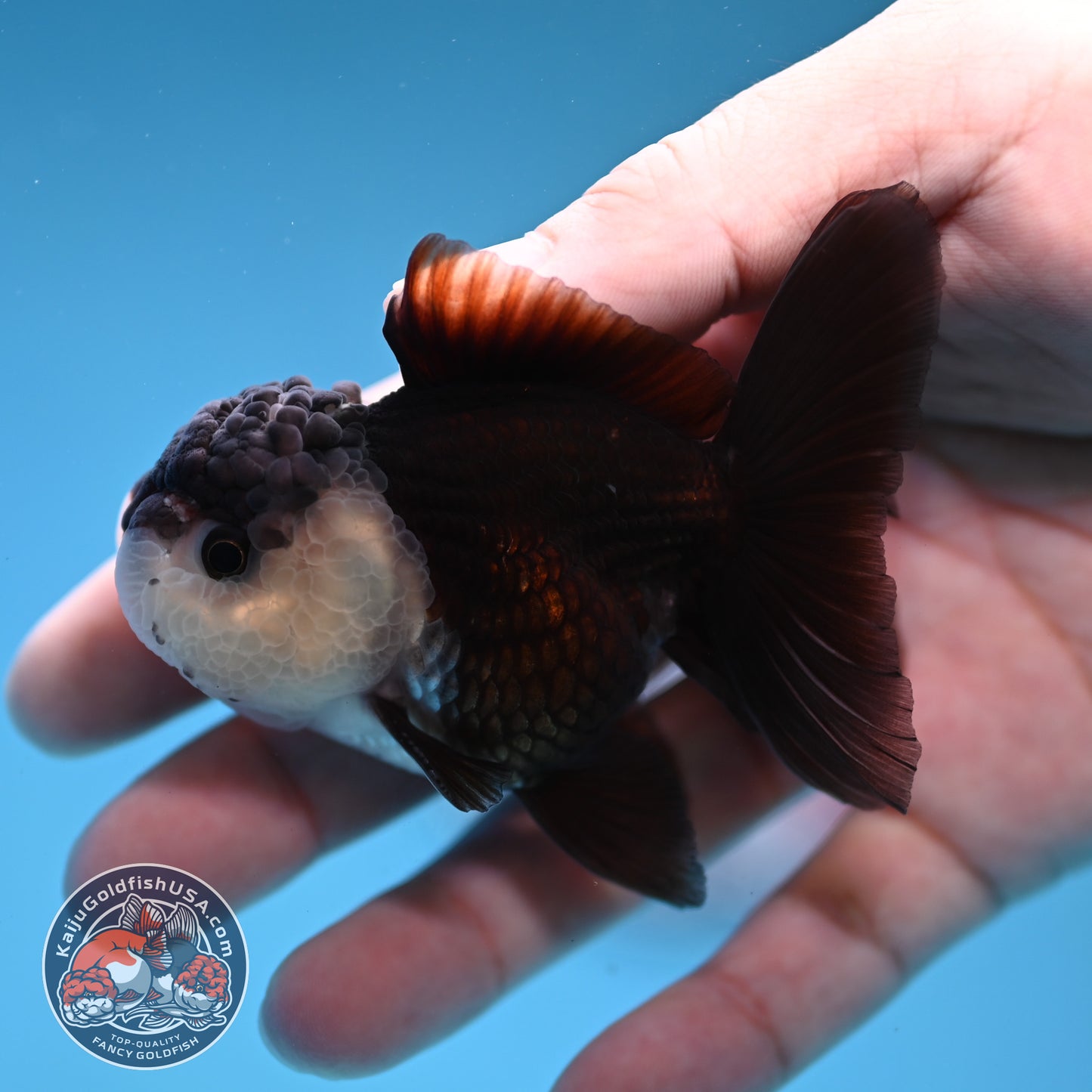Panda Oranda 2.5 inch Body (260109_OR07)