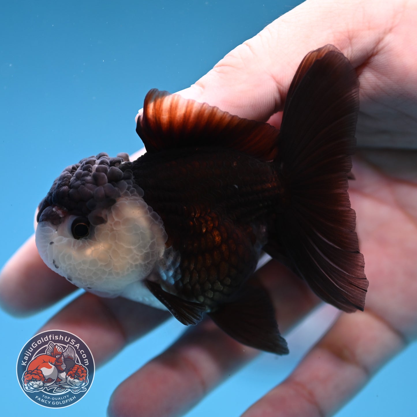 Panda Oranda 2.5 inch Body (260109_OR07)