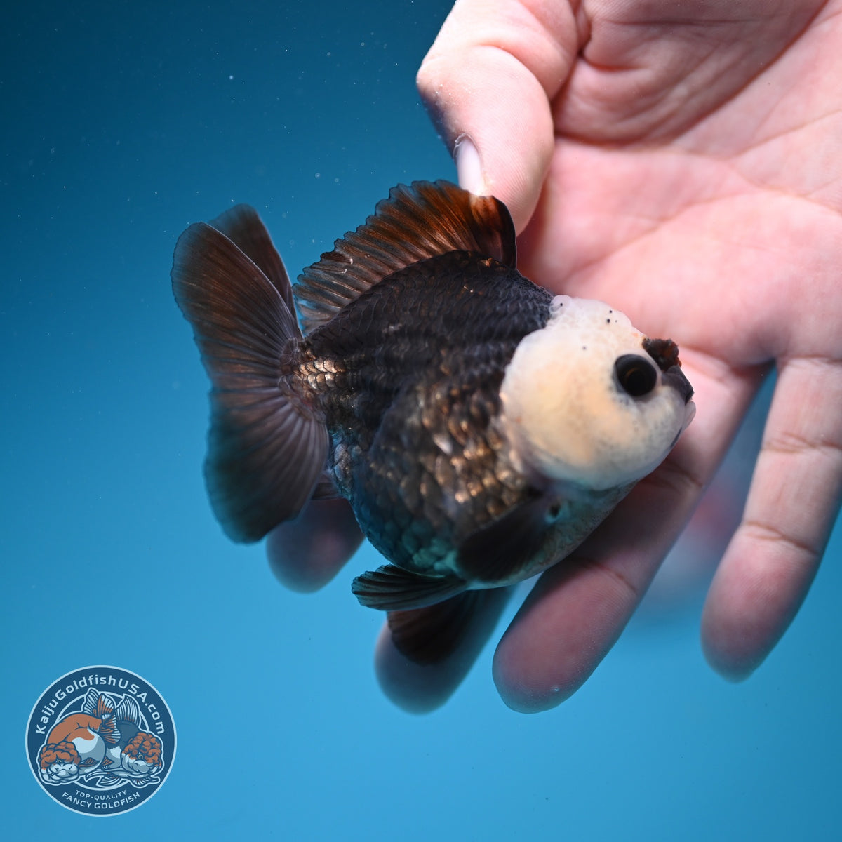 Panda Oranda 2.5 inch Body (260918_OR05)
