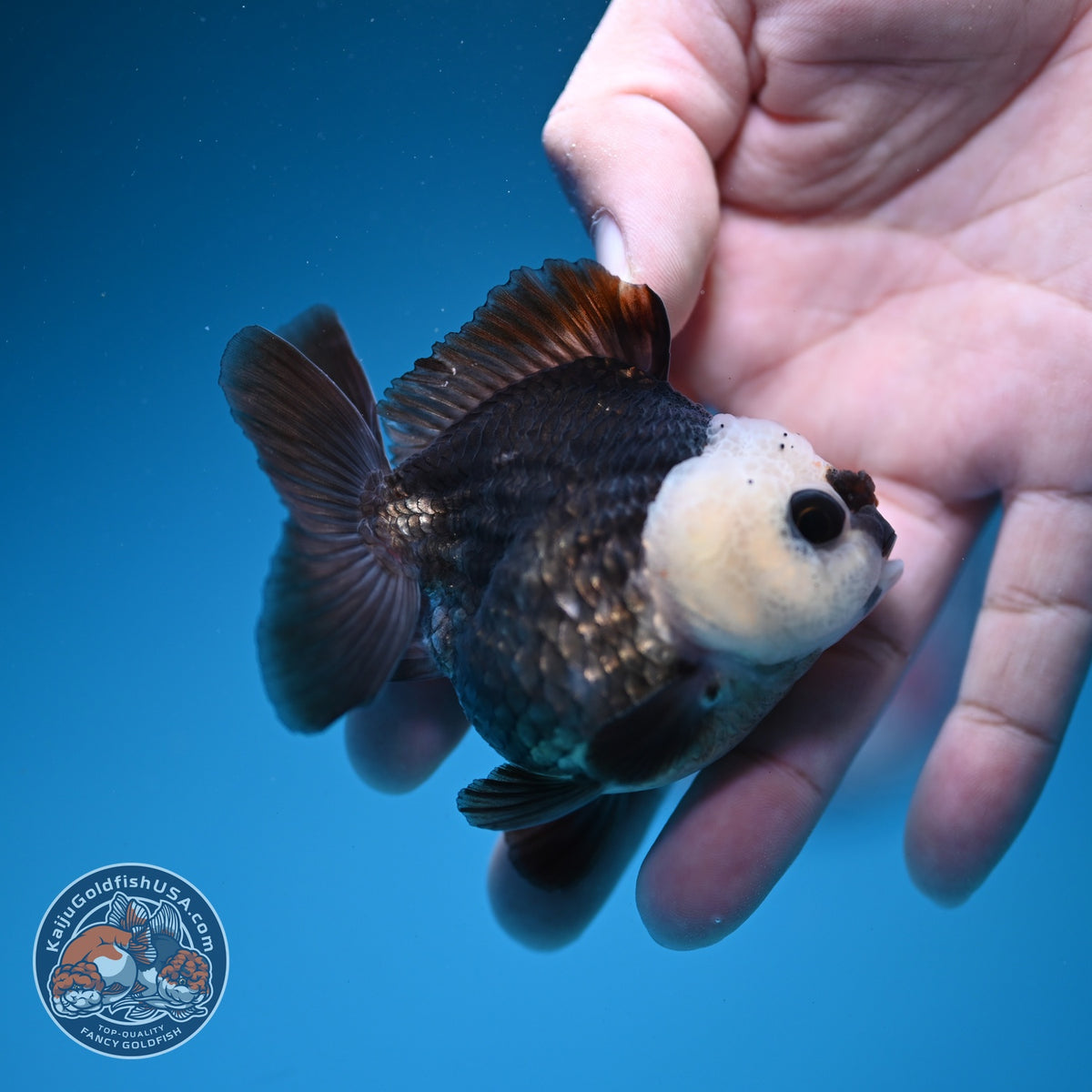Panda Oranda 2.5 inch Body (260918_OR05)
